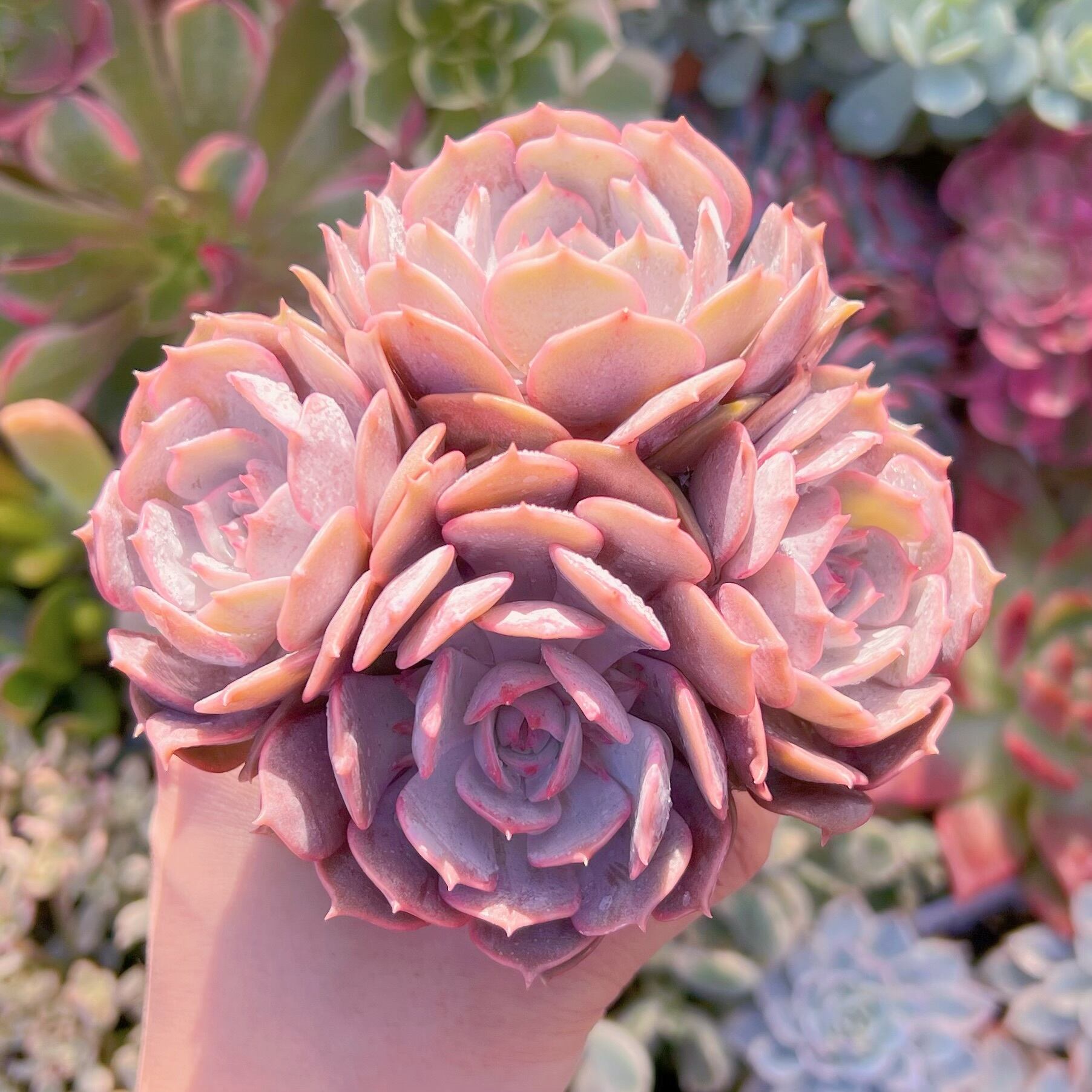 多肉植物 ローラ(中) 3～5頭 新入荷 | るる農園~多肉植物専門