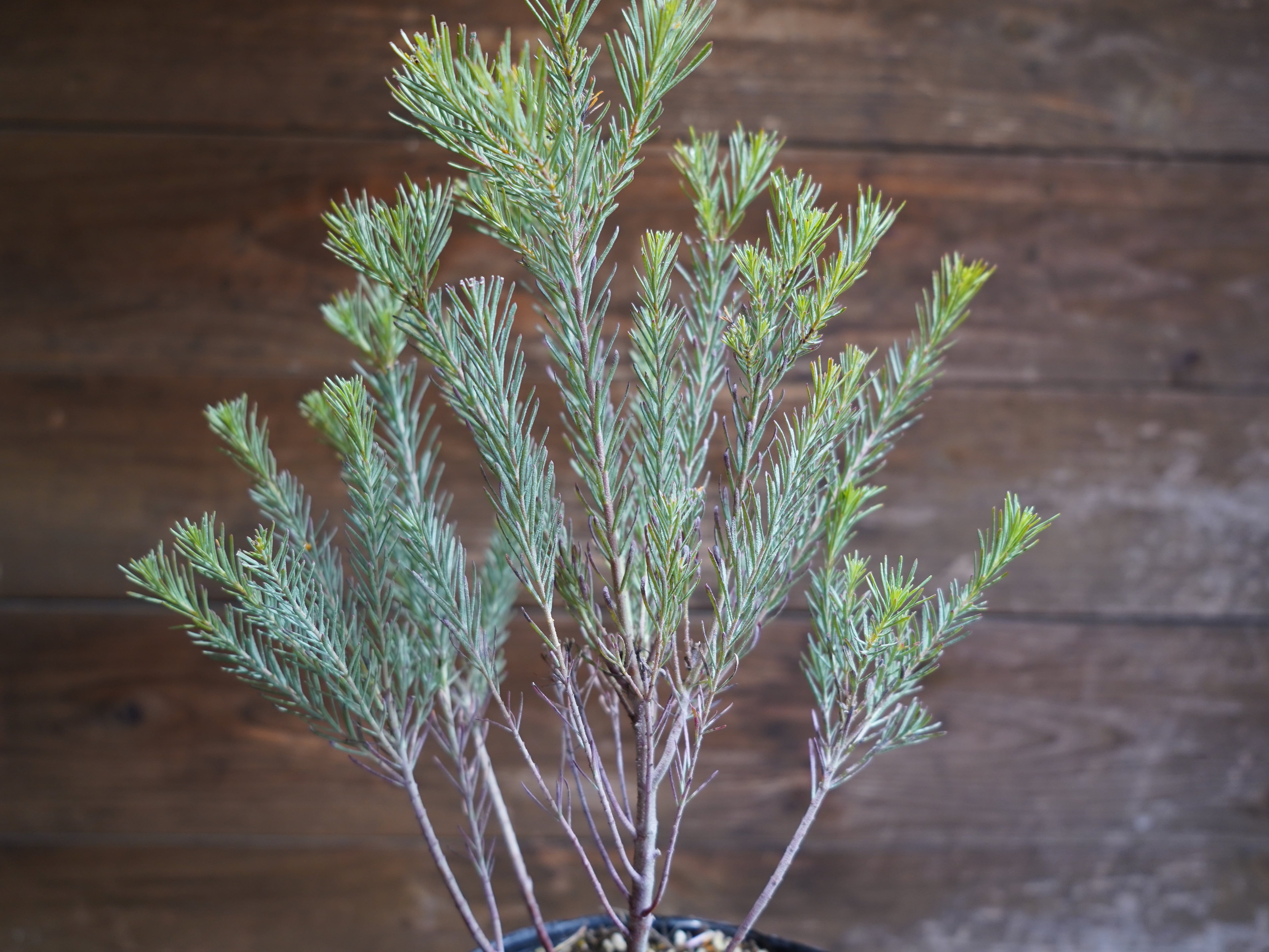 【現物】ユーカリ　”フォーマニー”　B