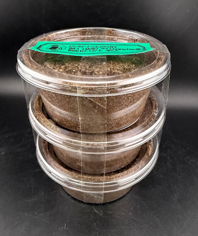 【WF1】《ビシグナートゥスコクワ 幼虫3頭セット》Moro氏委託個体