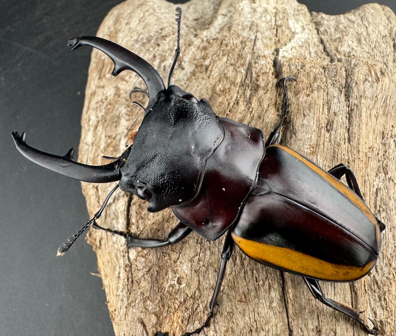 【WD】《スチーブンスツヤ亜種duivenbodei 大歯 74.5mm ペア》