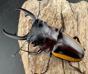 【WD】《スチーブンスツヤ亜種duivenbodei 大歯 74.5mm ペア》