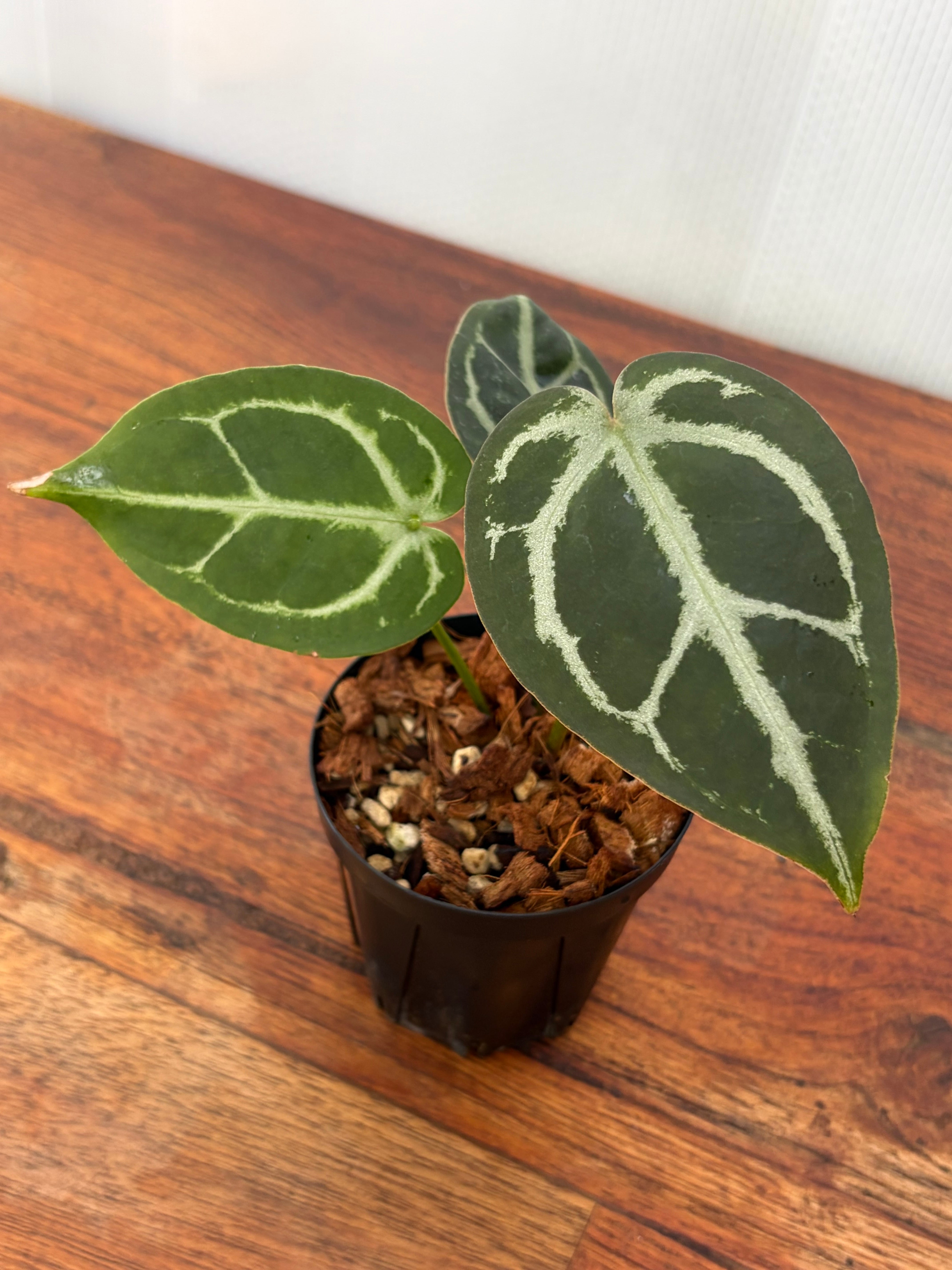 Anthurium | BALI-AN 園芸