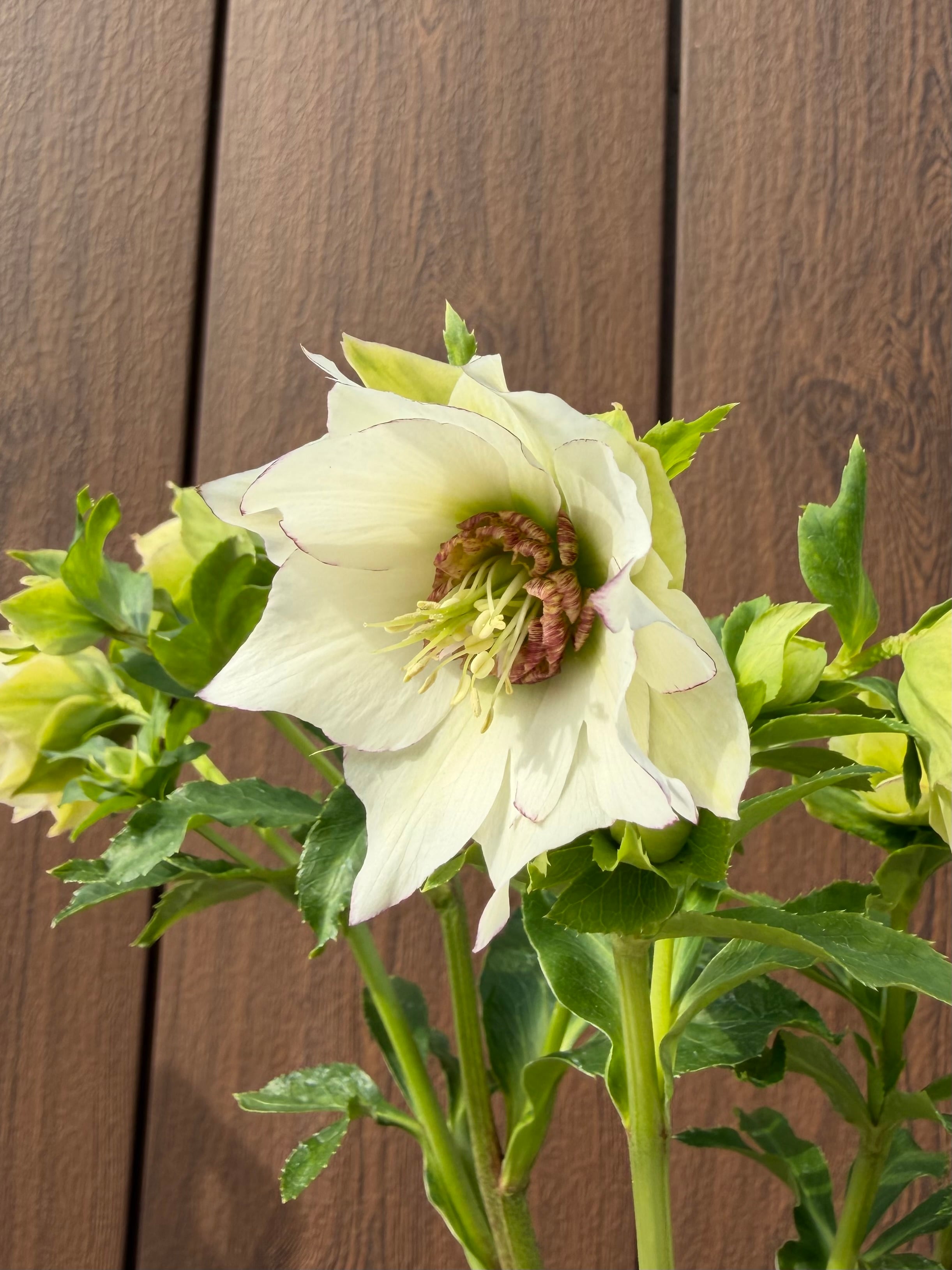 シャルウィダンス白糸ピコ 若泉ファーム クリスマスローズ【Wa01】送料