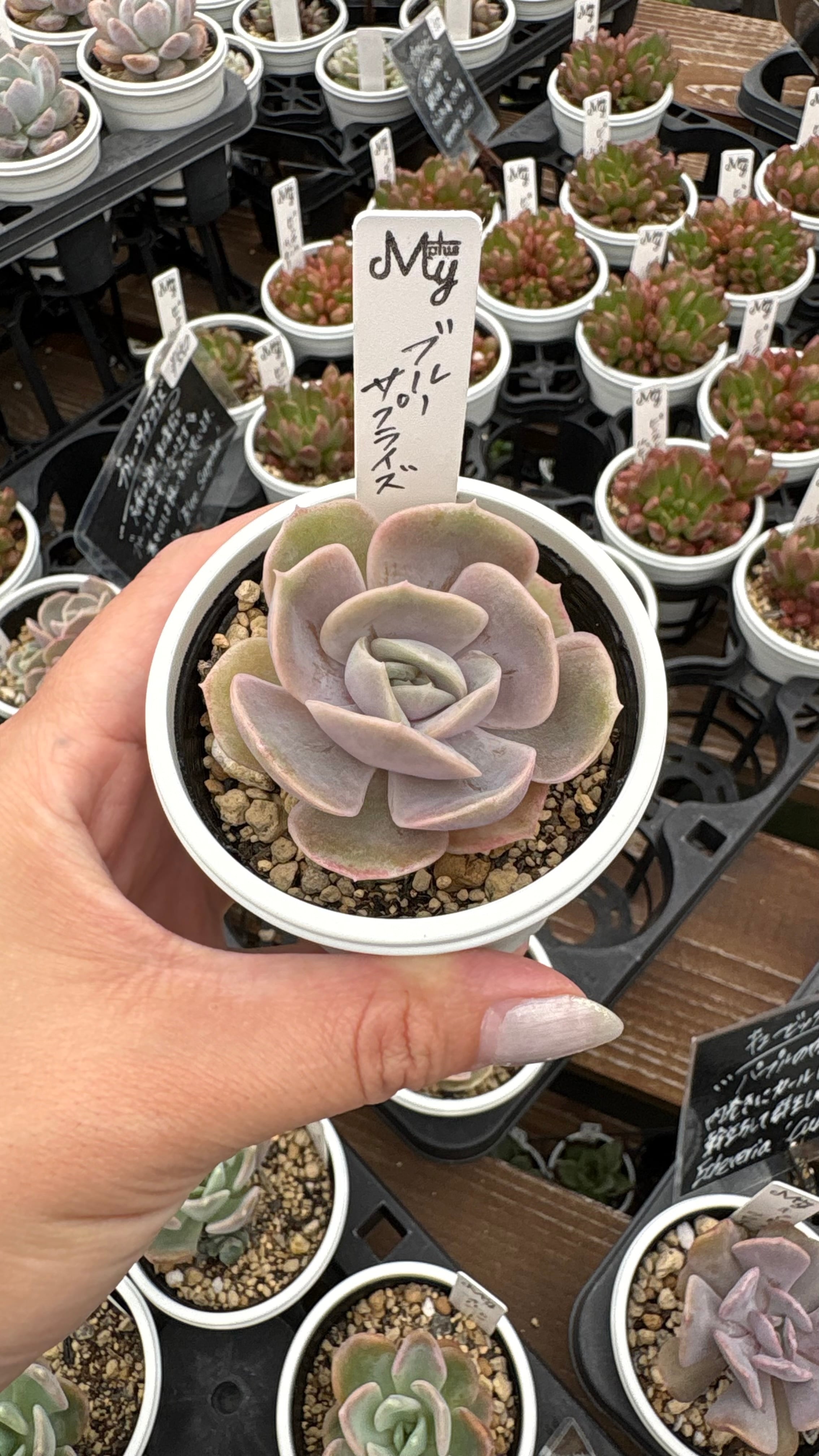 多肉植物専門店MYplus