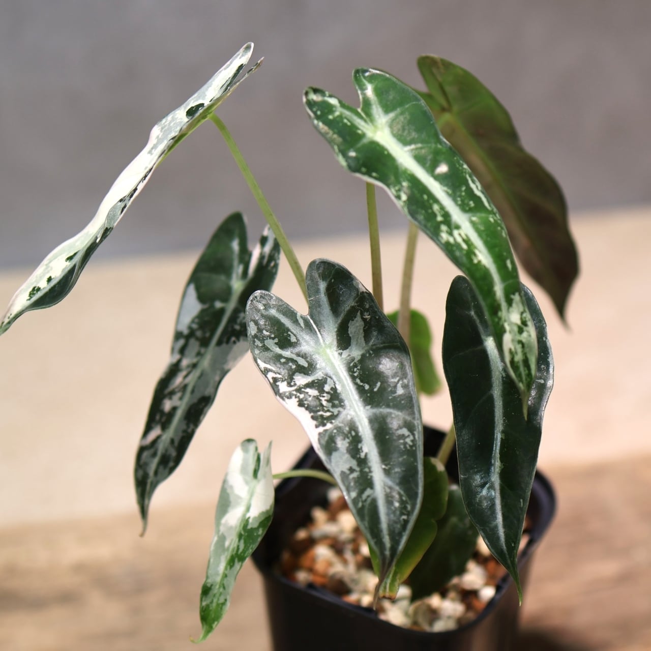 326 極彩の世界『アロカシア Alocasia bambino pink variegata』観葉