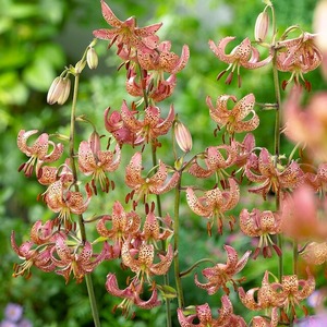 芽出し球根　蕾付き！　マルタゴンリリー 'マニトバモーニング' １球