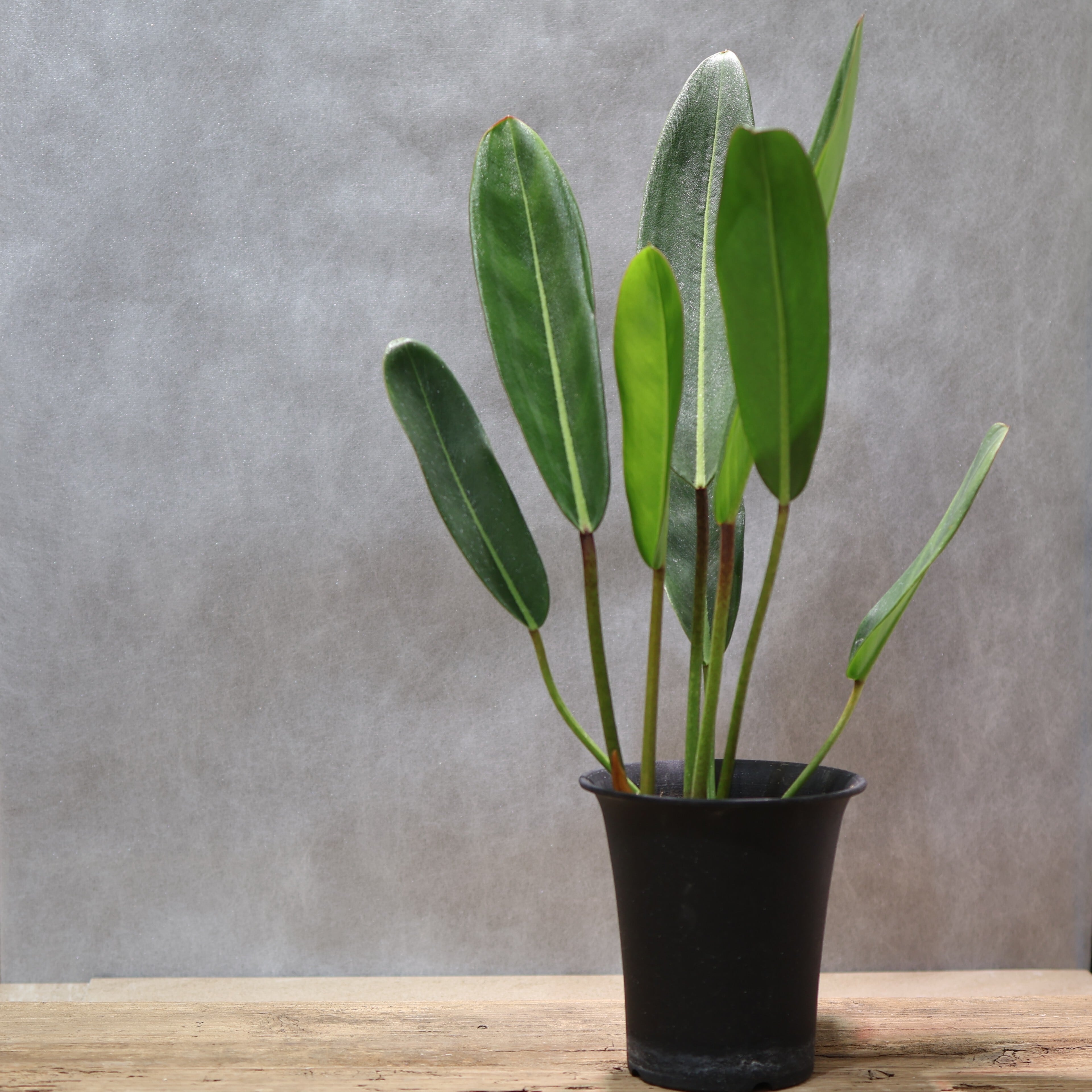 324 線と陰影を愉しむ『フィロデンドロン カロッスム Philodendron