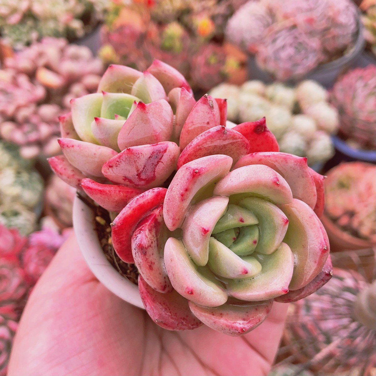 多肉植物 シャルモン 群生 | るる農園~多肉植物専門 