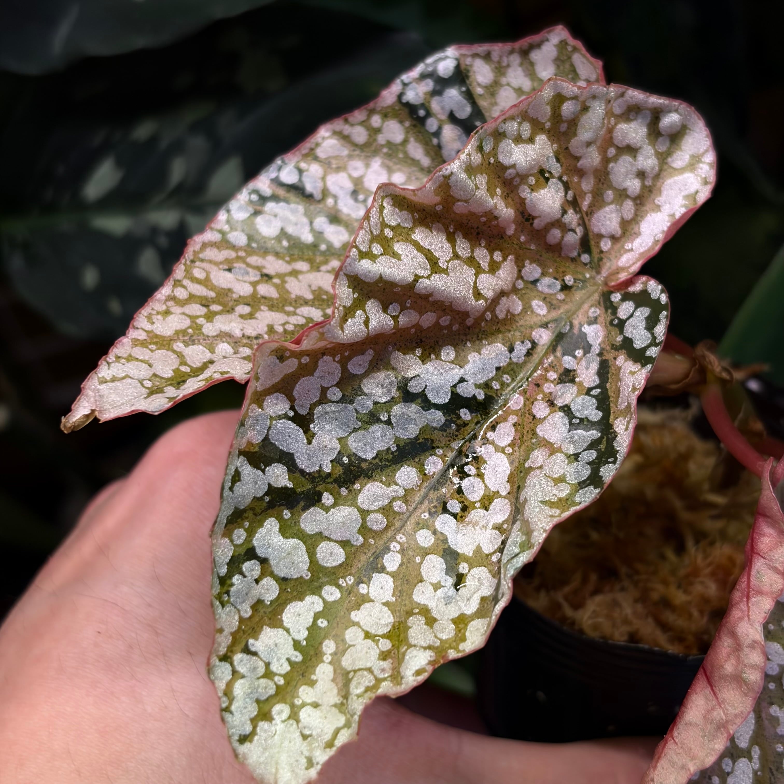 Begonia sp. Gabon 原種ベゴニア | 熱帯雨林植物専門店 トイ吉園芸