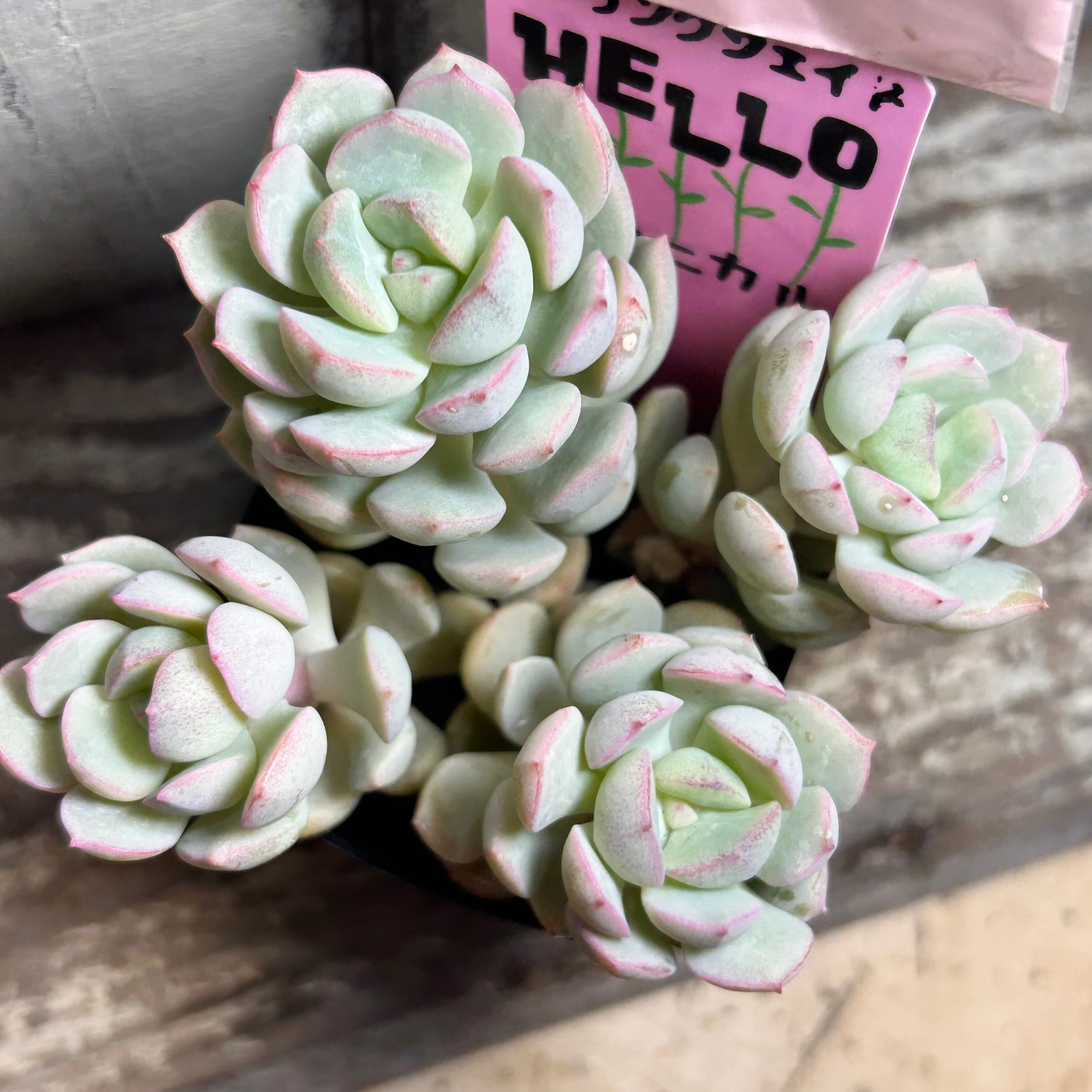 H)アガベ バーント バーガンディ錦 | RuPo 多肉植物専門店