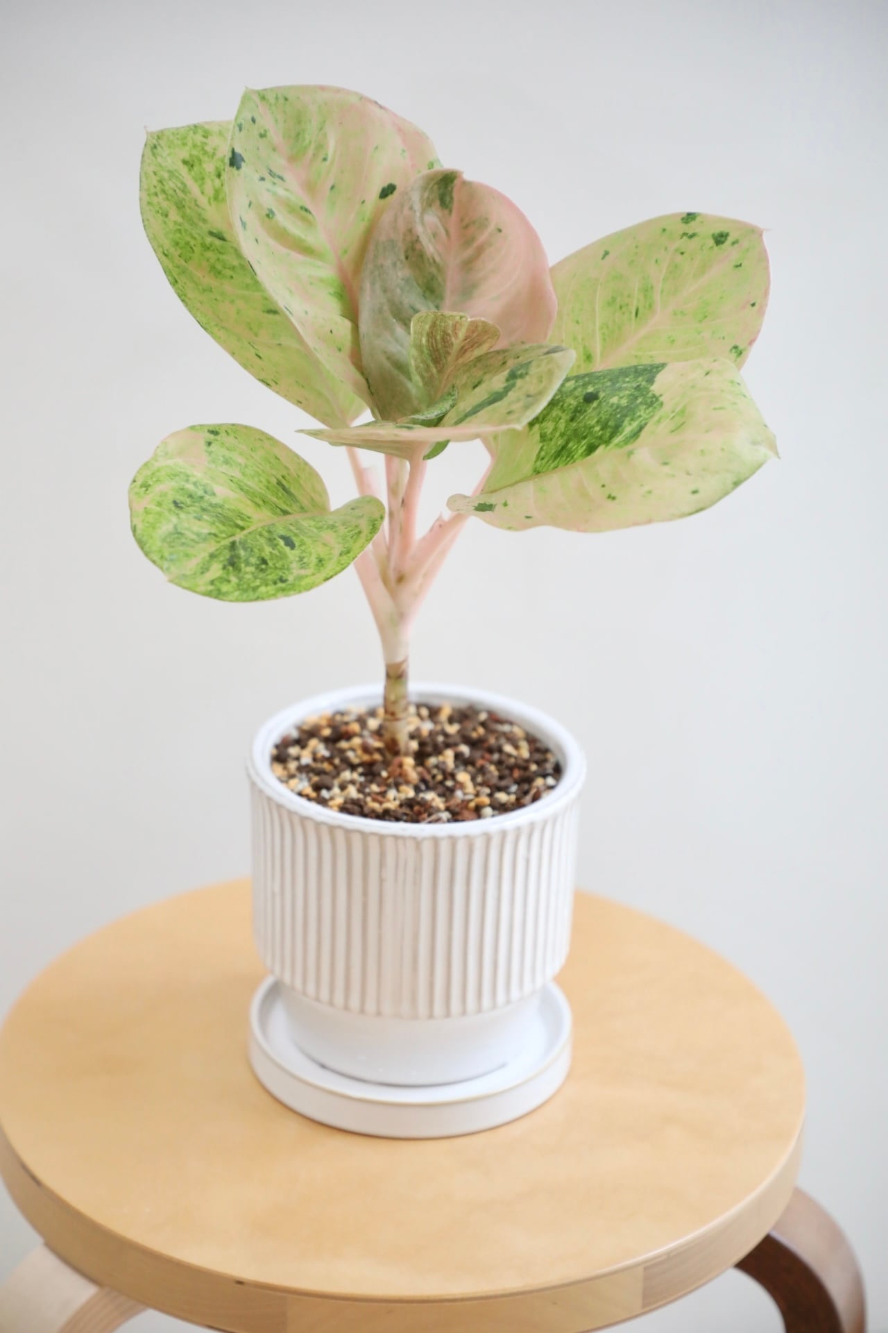 M】アグラオネマ ピンクイメリタスローズ/Aglaonema | 【厳選植物・器