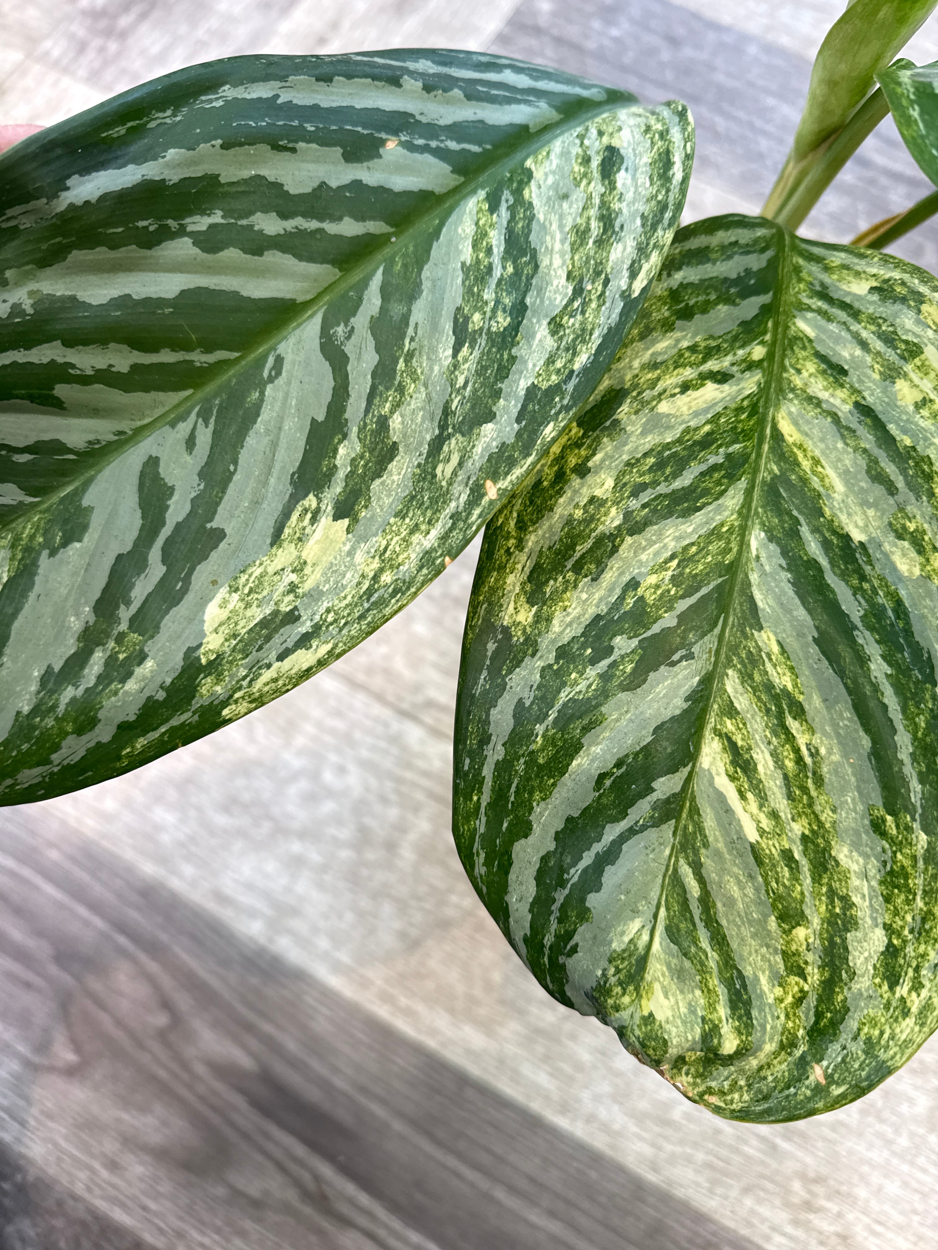希少］ Aglaonema nitidum f. curtisii variegated /カーティシー