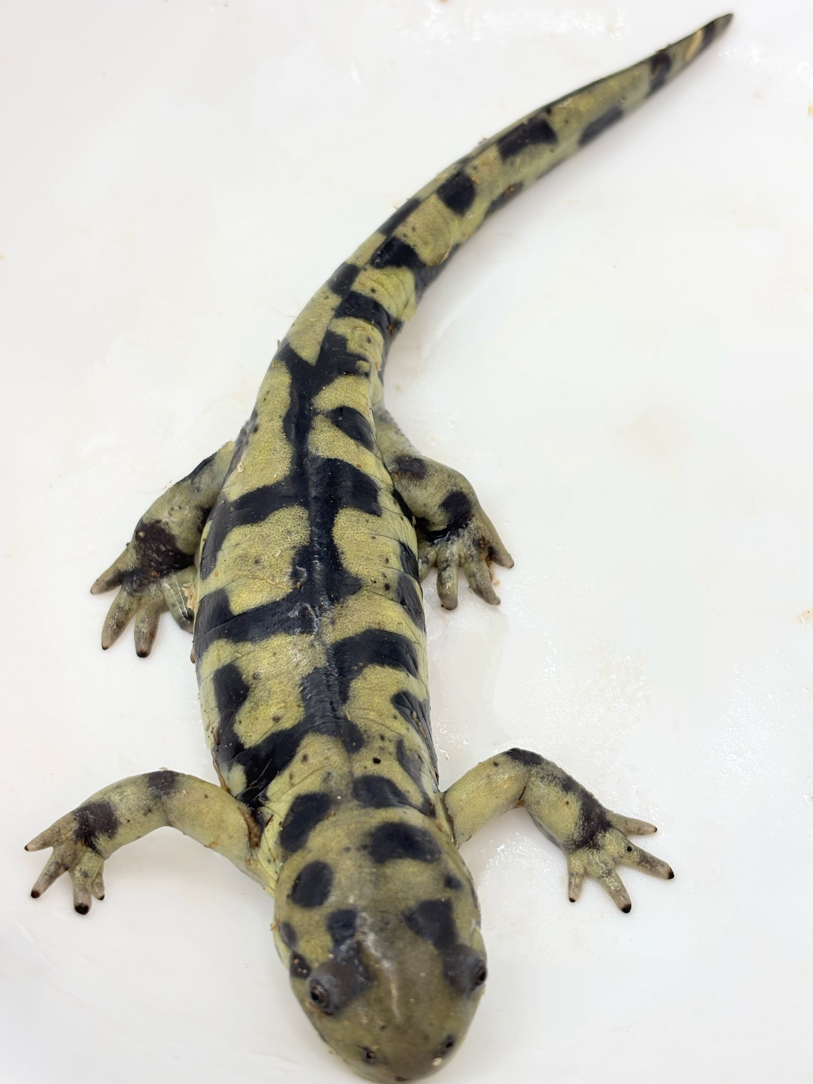 値下げ！タイガーサラマンダー 楽天市場】タイガーサラマンダー（生体｜爬虫類・両生類）：ペット