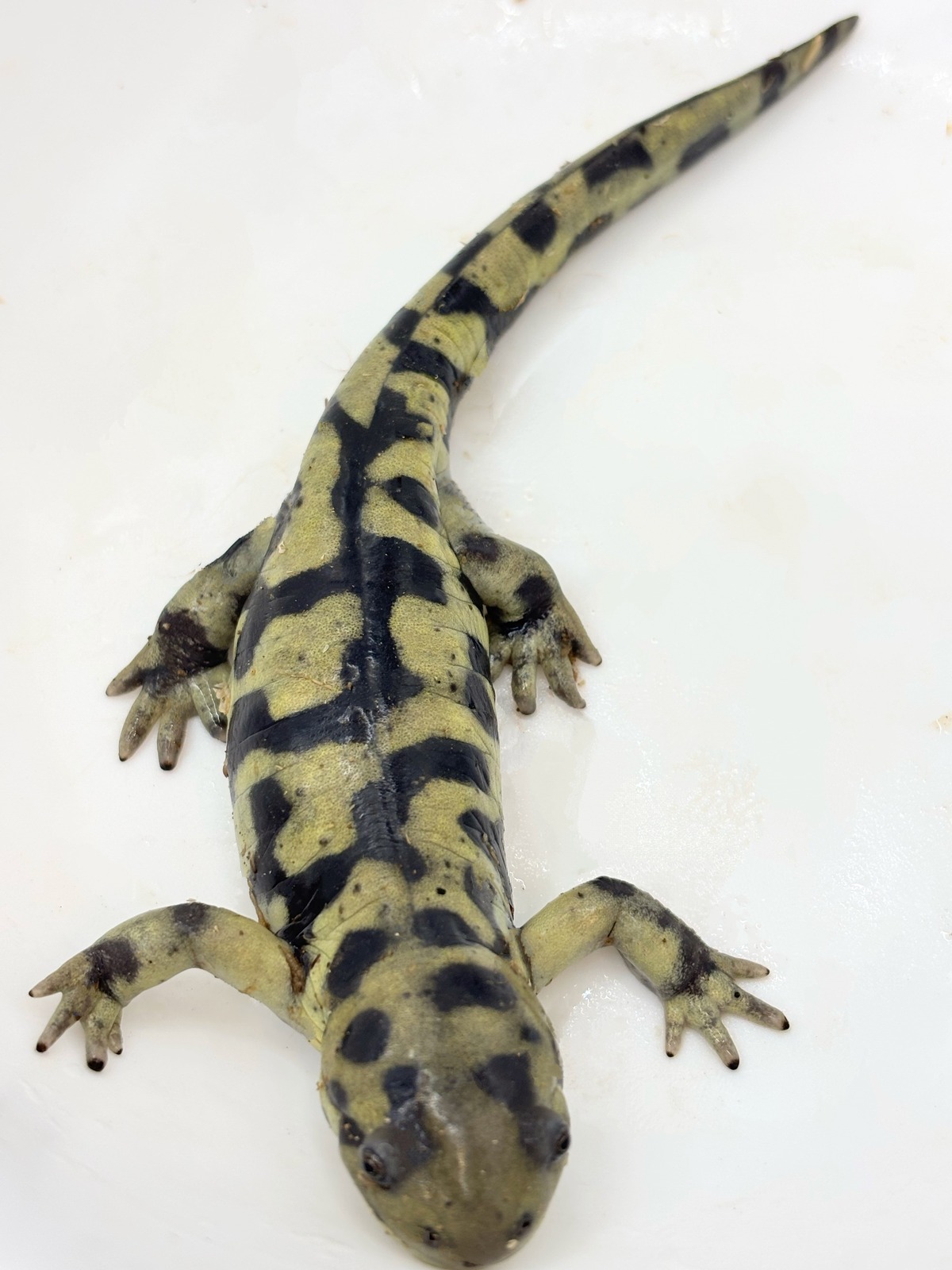 オビタイガーサラマンダー③ 1匹 | まるころ商店〜まるくてころころ 
