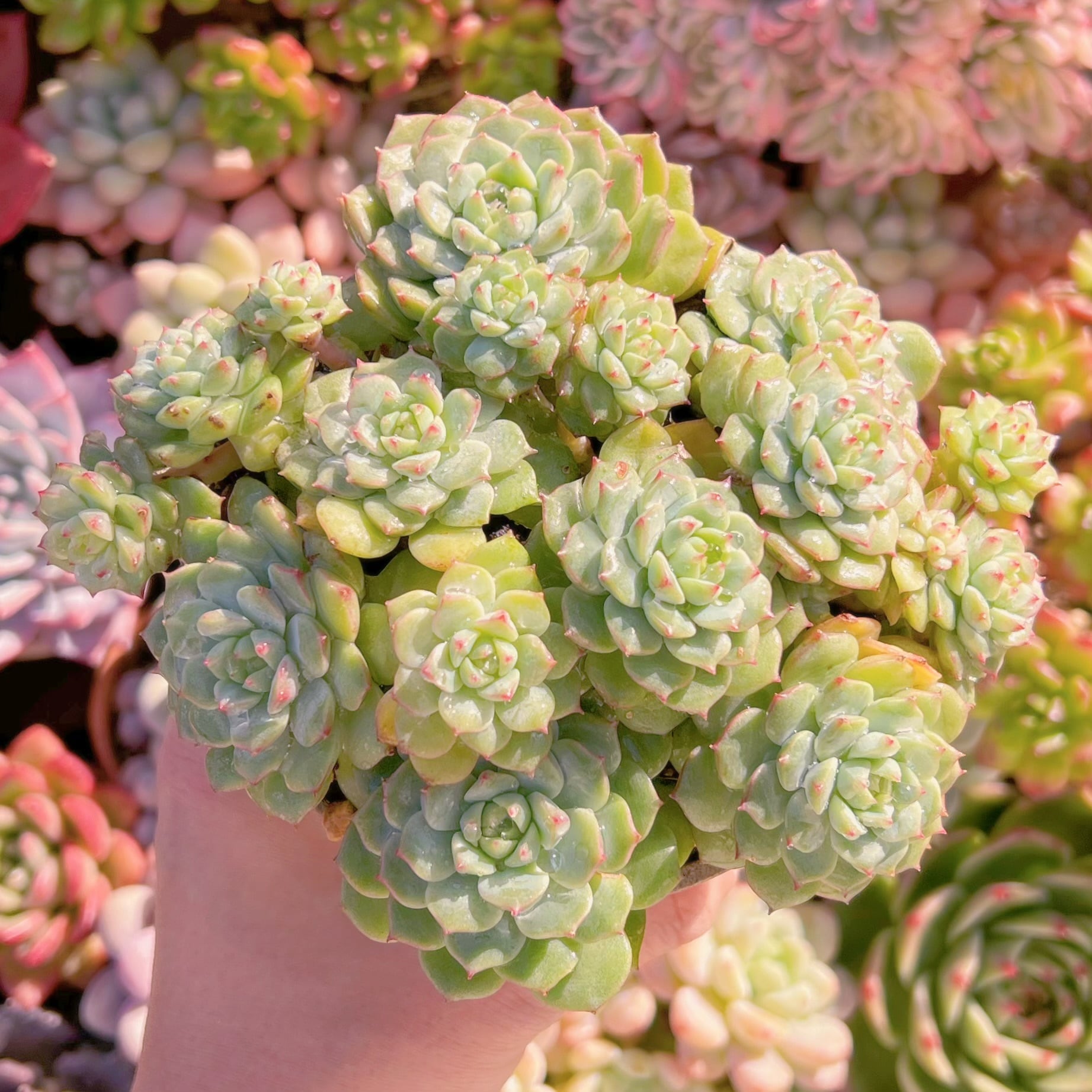 現品　パンダフェス#646　新入荷　るる農園