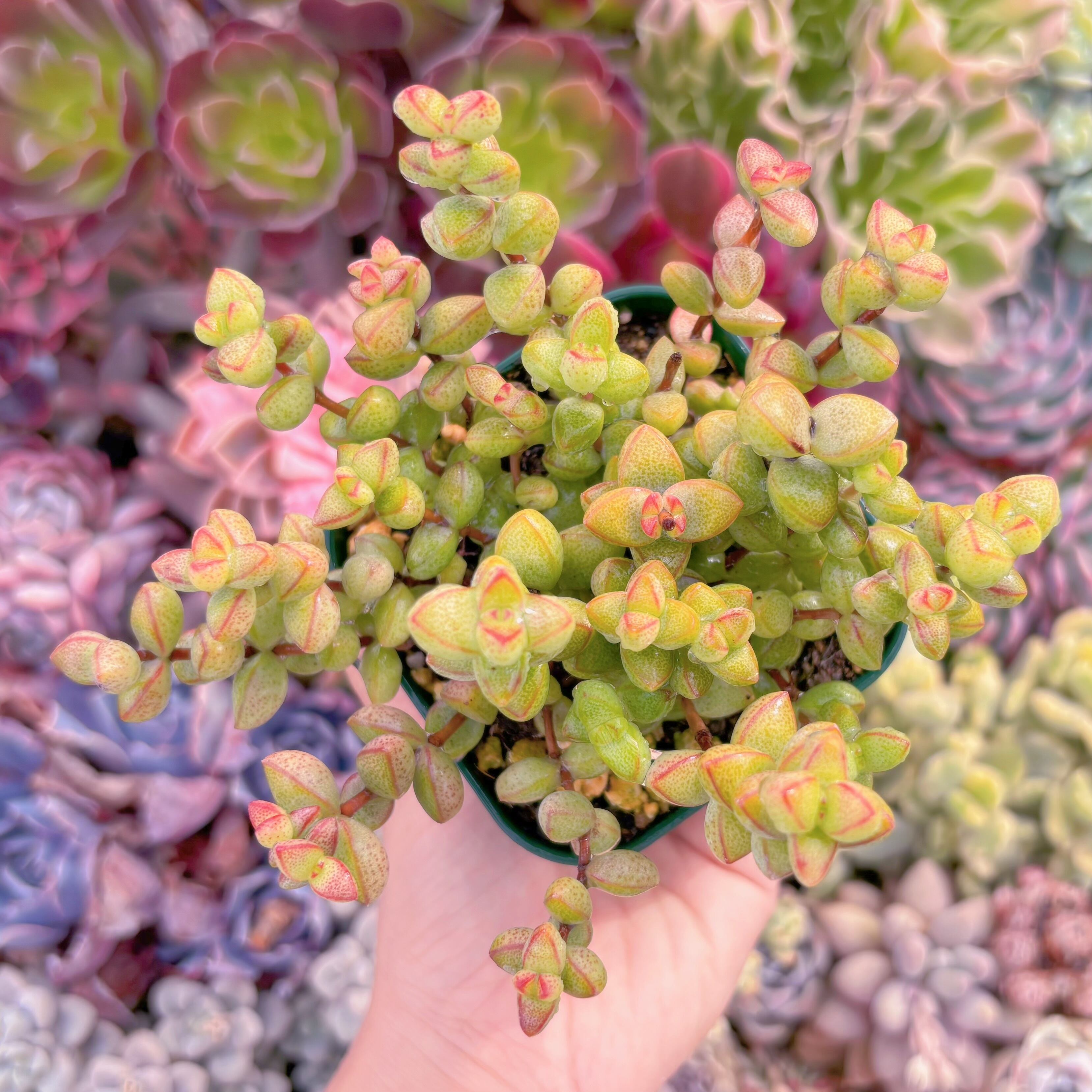 現品　ラブハート#757　るる農園