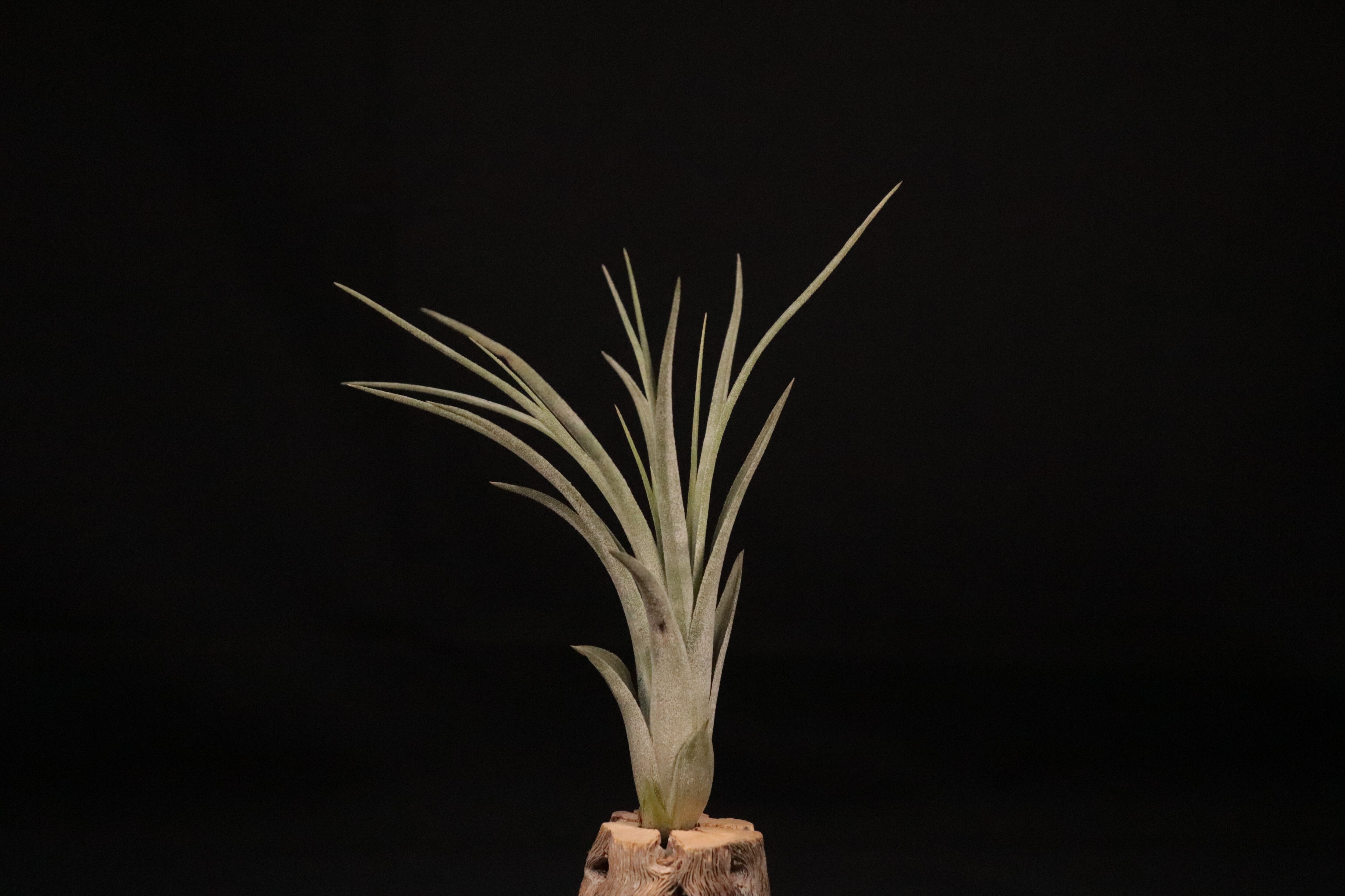 ブロメリア・エアープランツ Tillandsia 'Jumping For Joy' A31012 RFI 送料無料】'Jumping for Joy'〔エアプランツ〕現品発送T3544 | plane