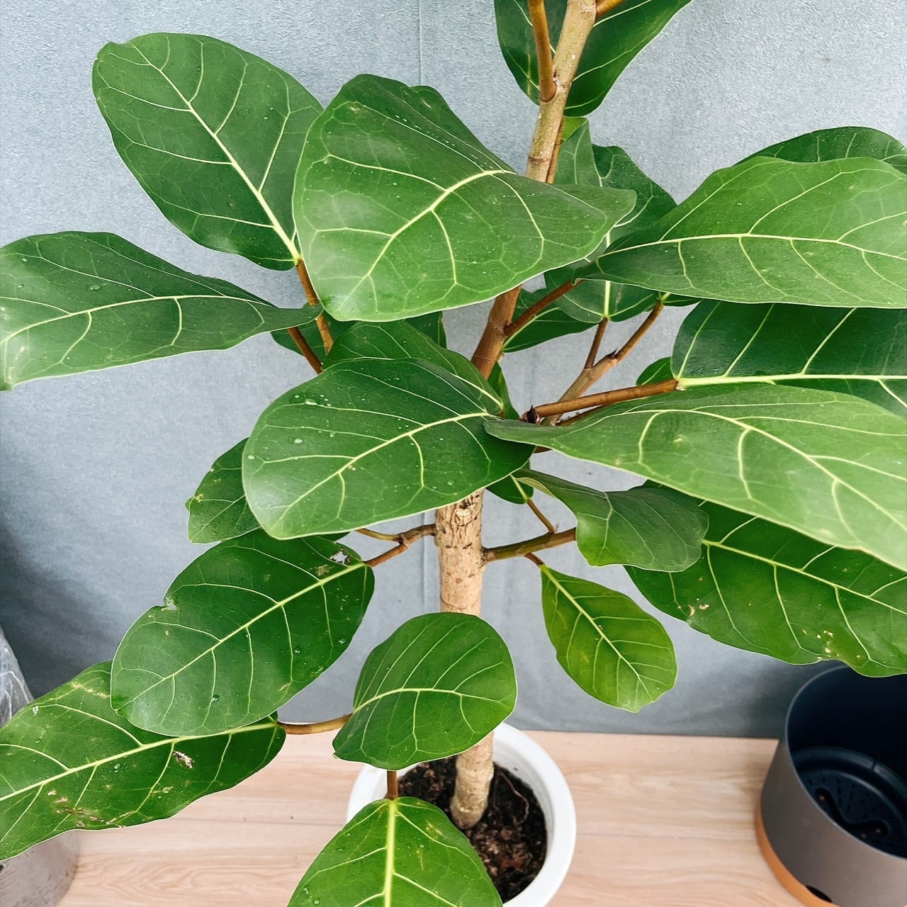 現品］【希少】5番 フィカス アフリカンプリンス 8号 観葉植物 室内