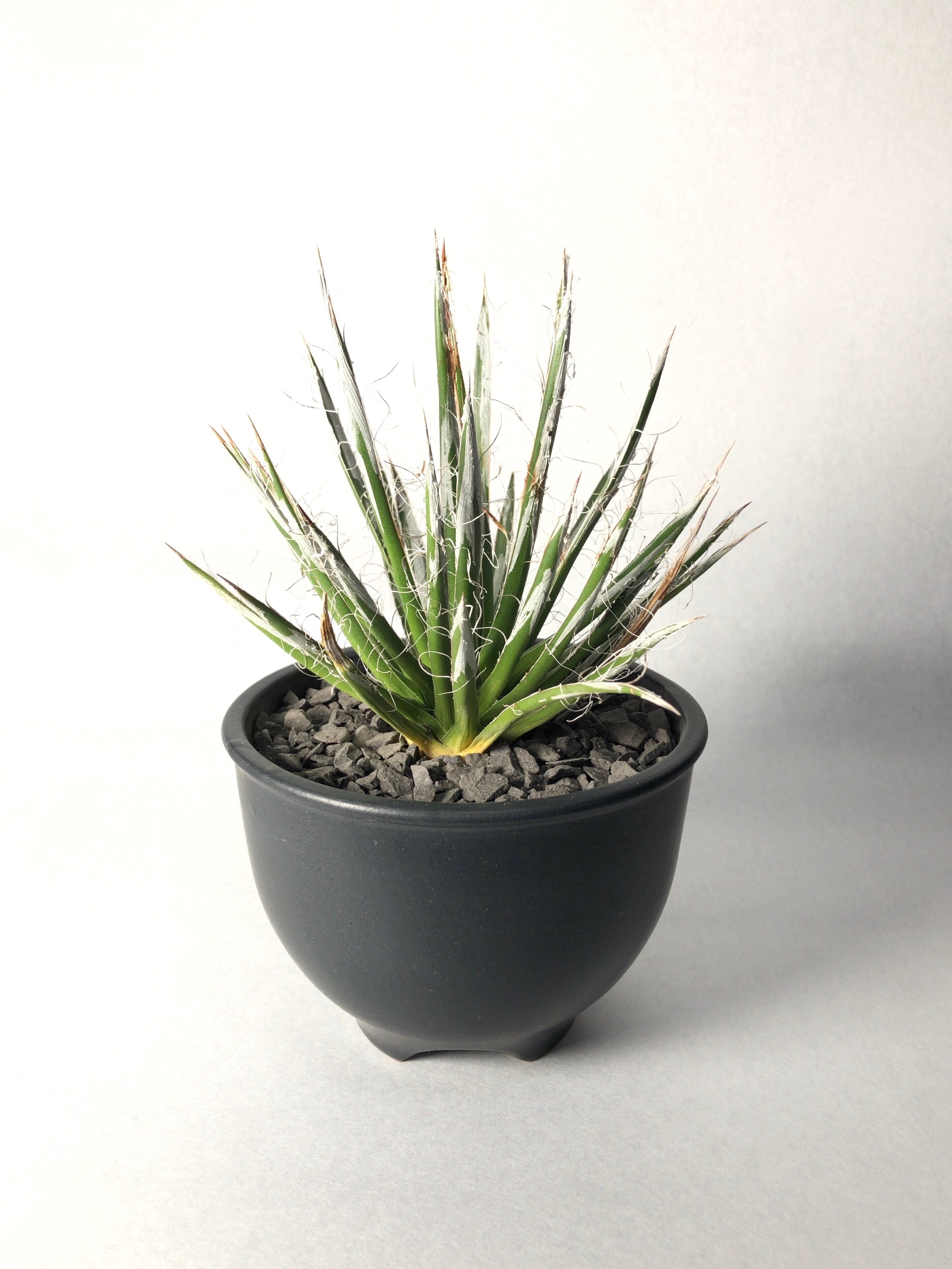 アガベ・樹氷 | trigger