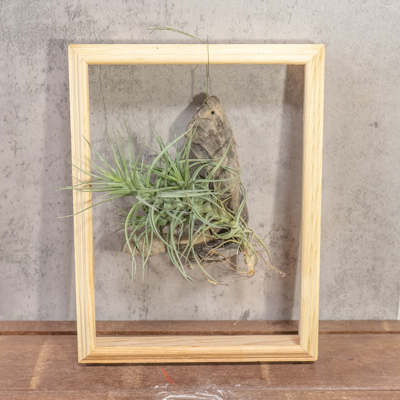 株を厳選!ティランジア・ベルゲリ 丈夫で育てやすいエアプランツ 流木着生フレーム 壁掛け 窓辺やリビングのディスプレイに最適