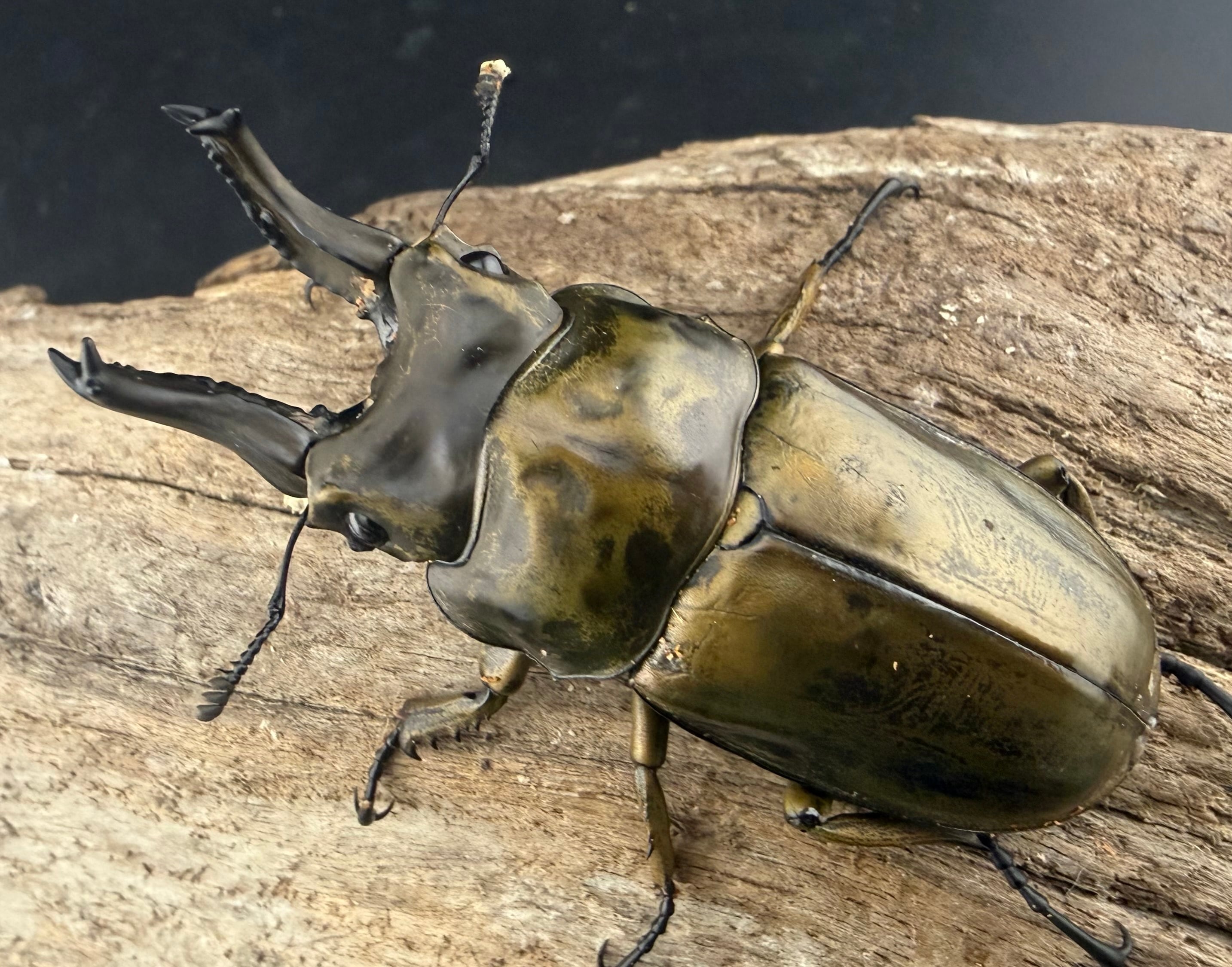 WD】《モセリオウゴンオニクワガタ ゲンティンハイランド産 35mm ♀単