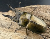 【F0】《ローゼンベルグオウゴンオニクワガタ 65mm ペア》