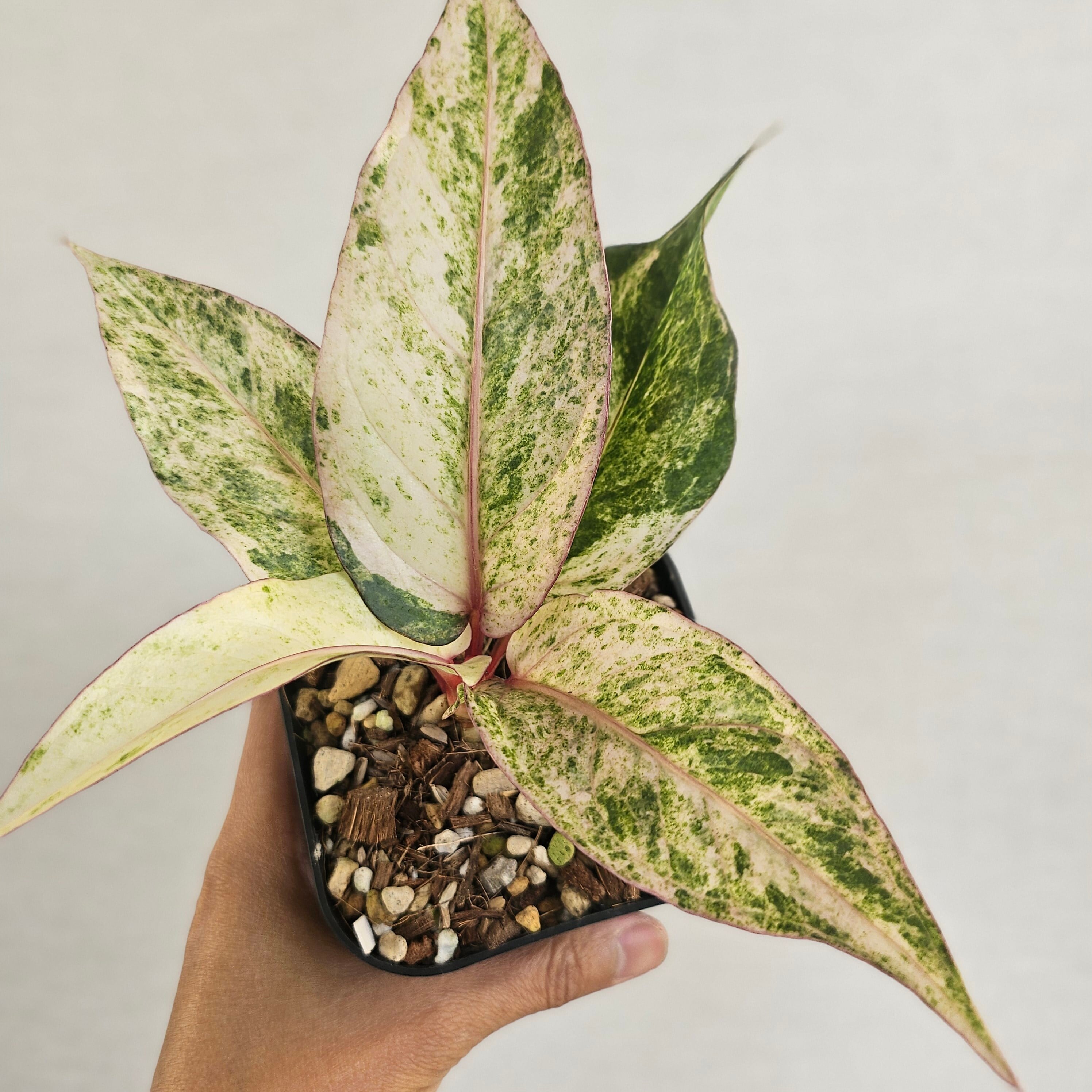 ♡レア♡《Anthurium Renaissance Var.》アンスリウム・ルネッサンス