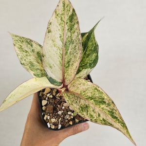 ♡レア♡《Anthurium Renaissance Var.》アンスリウム・ルネッサンス・バリエガータ 観葉植物 / レッドリーフ/ポット発送