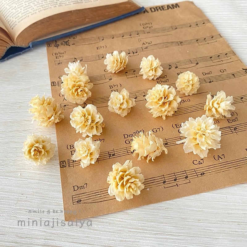 グイの実 オフホワイト 【 木の実 ドライフラワー 】 クリスマス