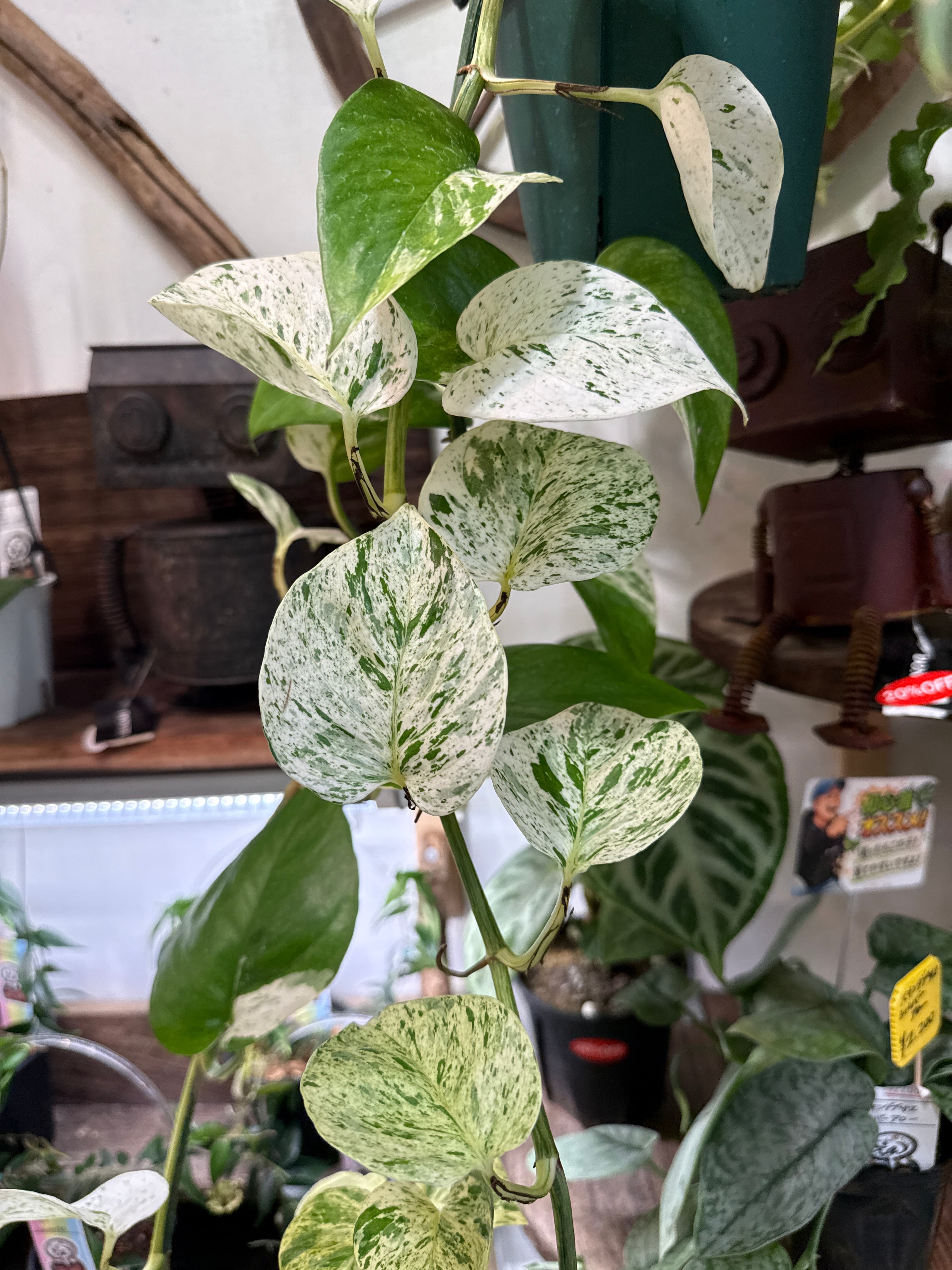 ポトス マーブルクィーン (ロング) | Gardenえん 【観葉熱帯植物】