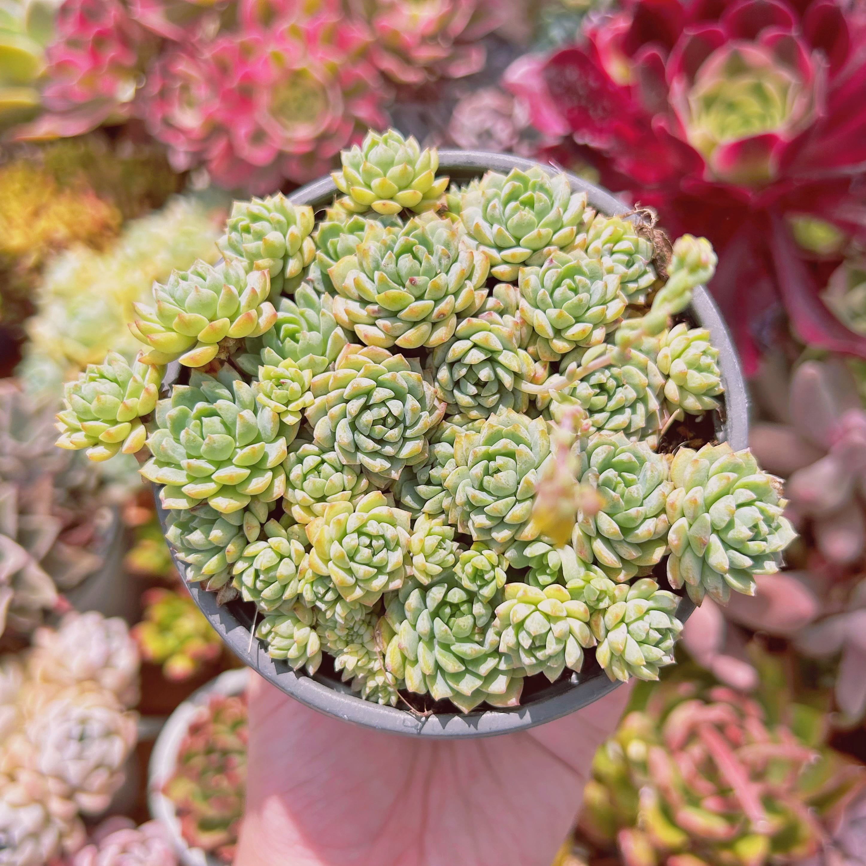 #645現物　多肉植物　グロブローサxブルーミニマ　抜き苗　