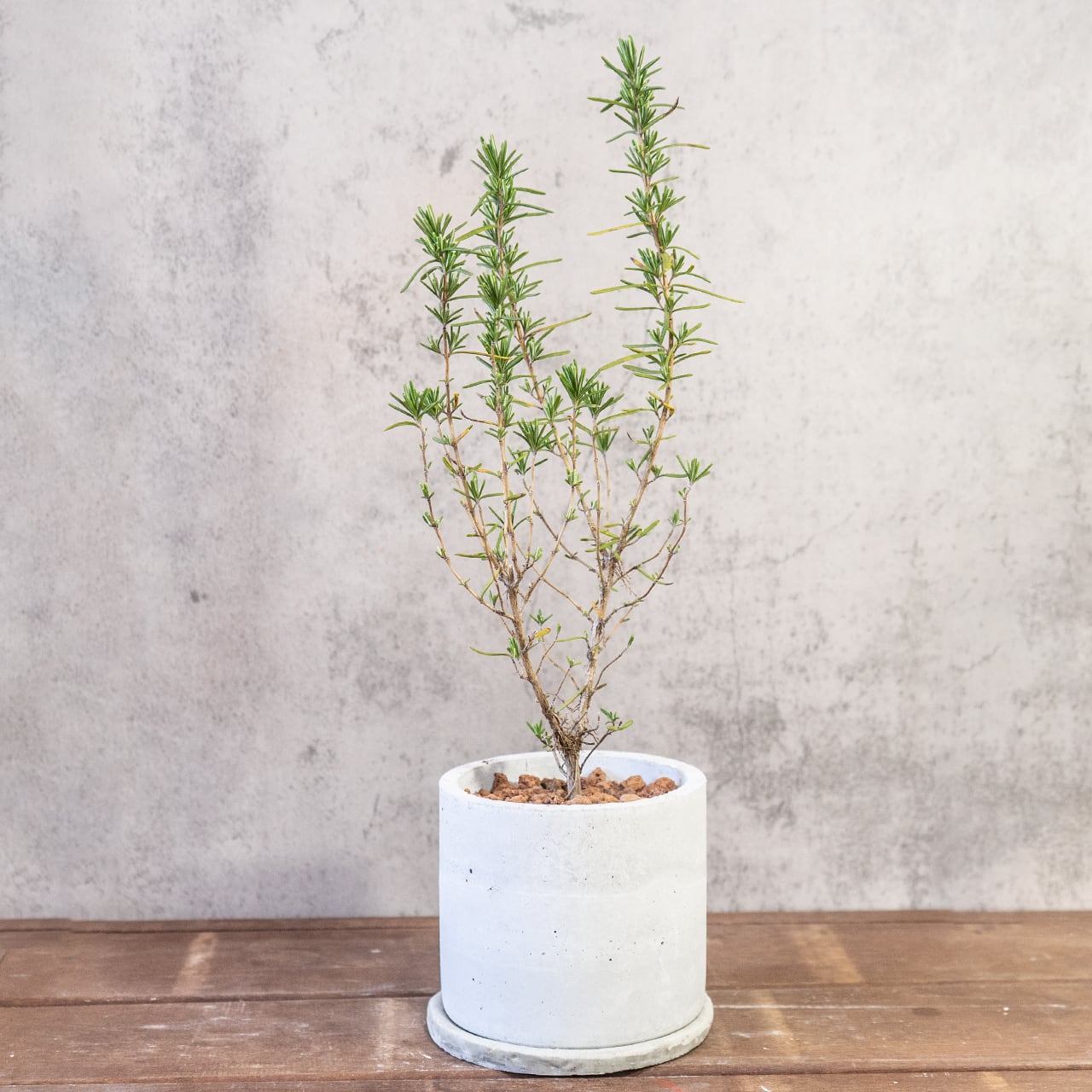 コピー:【形にこだわり抜いた】一株ごとの厳選仕入れで見つけた、美しいユーカリ・グニー。無機質な手づくりモルタル鉢との対比が際立つ一品|虫発生抑制|送料全国一律850円