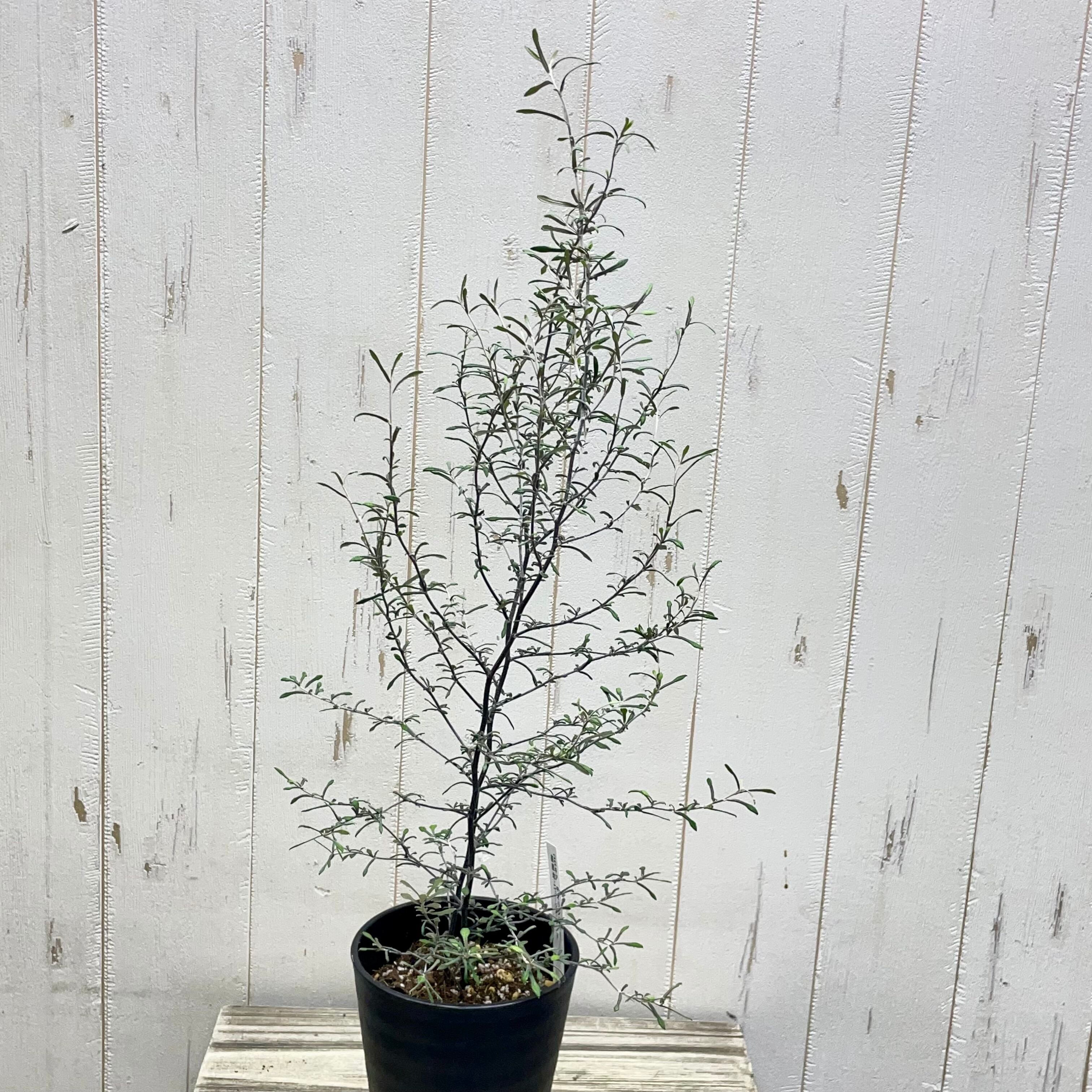 2株植え コロキア マオリシルバー 4号鉢 | PLANTS SHOP OLIVE