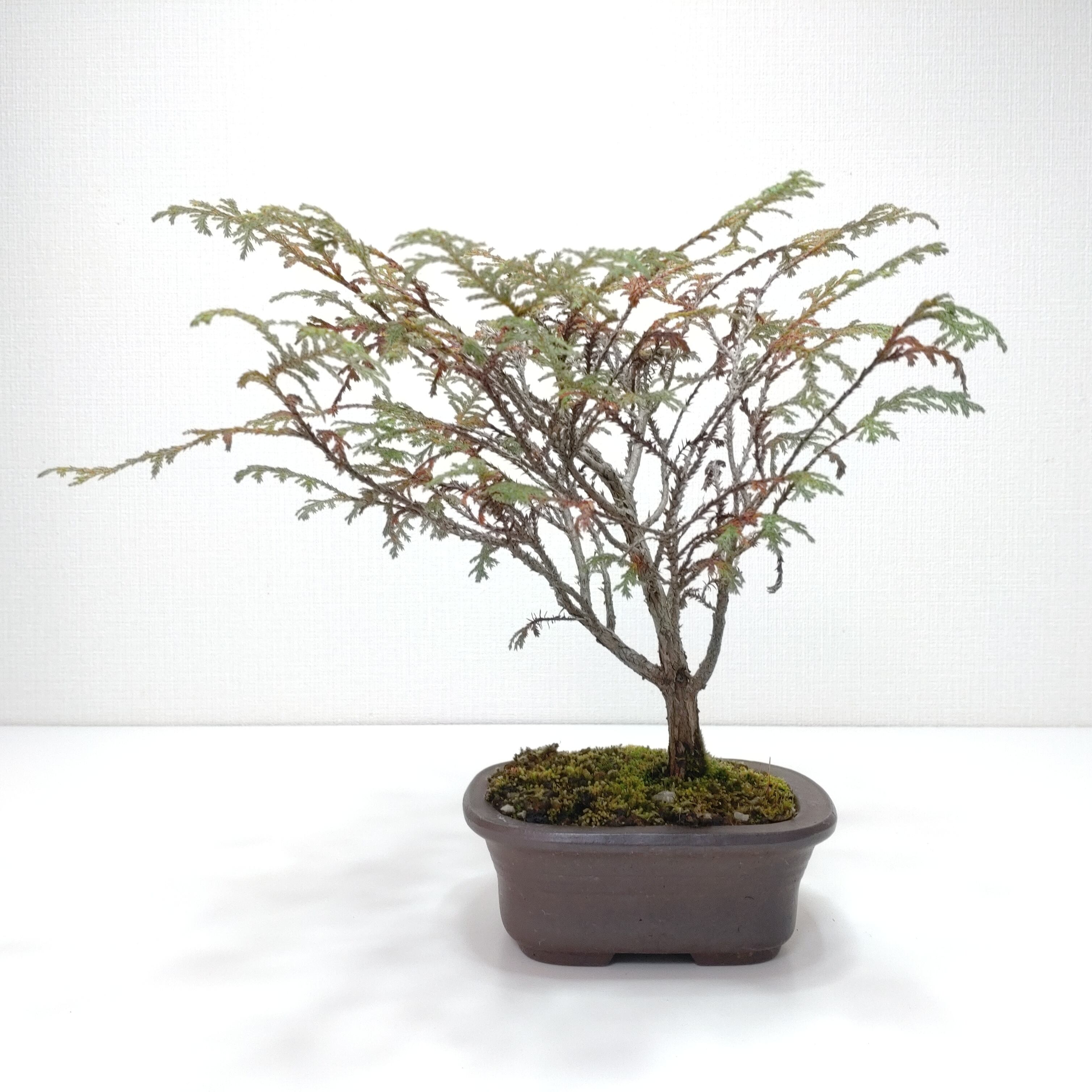 椹（サワラ）盆栽 SS005 椹（サワラ）盆栽 SS016 | 盆栽創【Bonsaisou】