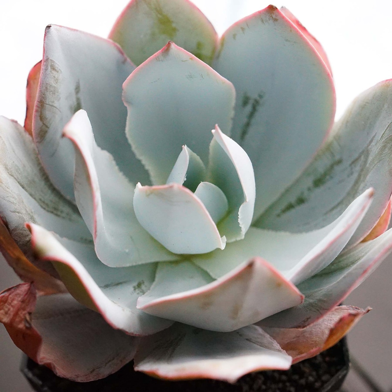 カット苗 カンテ 10cm超 大株 Echeveria cante