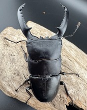 【WD】ロングホーン《パラワンオオヒラタ 85.5mm ペア》