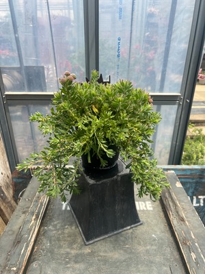 リューコスペルマム　ハルバルー④⭐︎