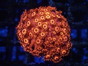 Goniopora Red FromMakassar