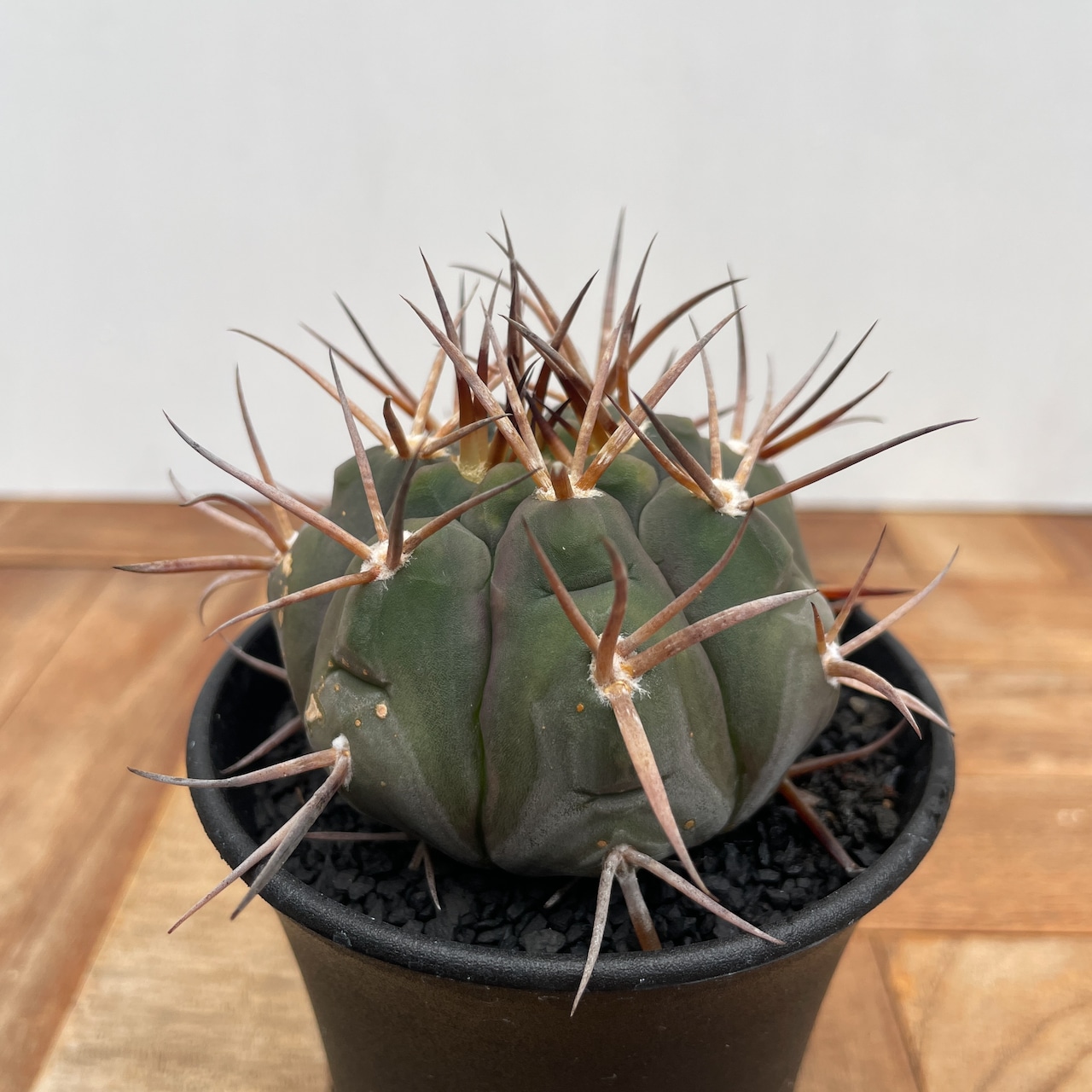 Gymnocalycium mazanense【ギムノカリキウム・守金魔天竜】