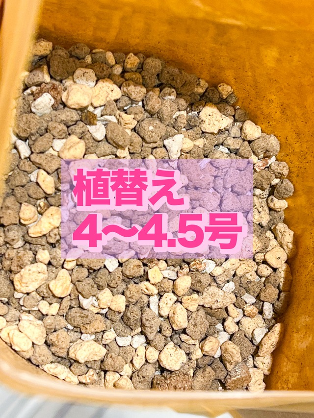 植替え 4〜4.5号