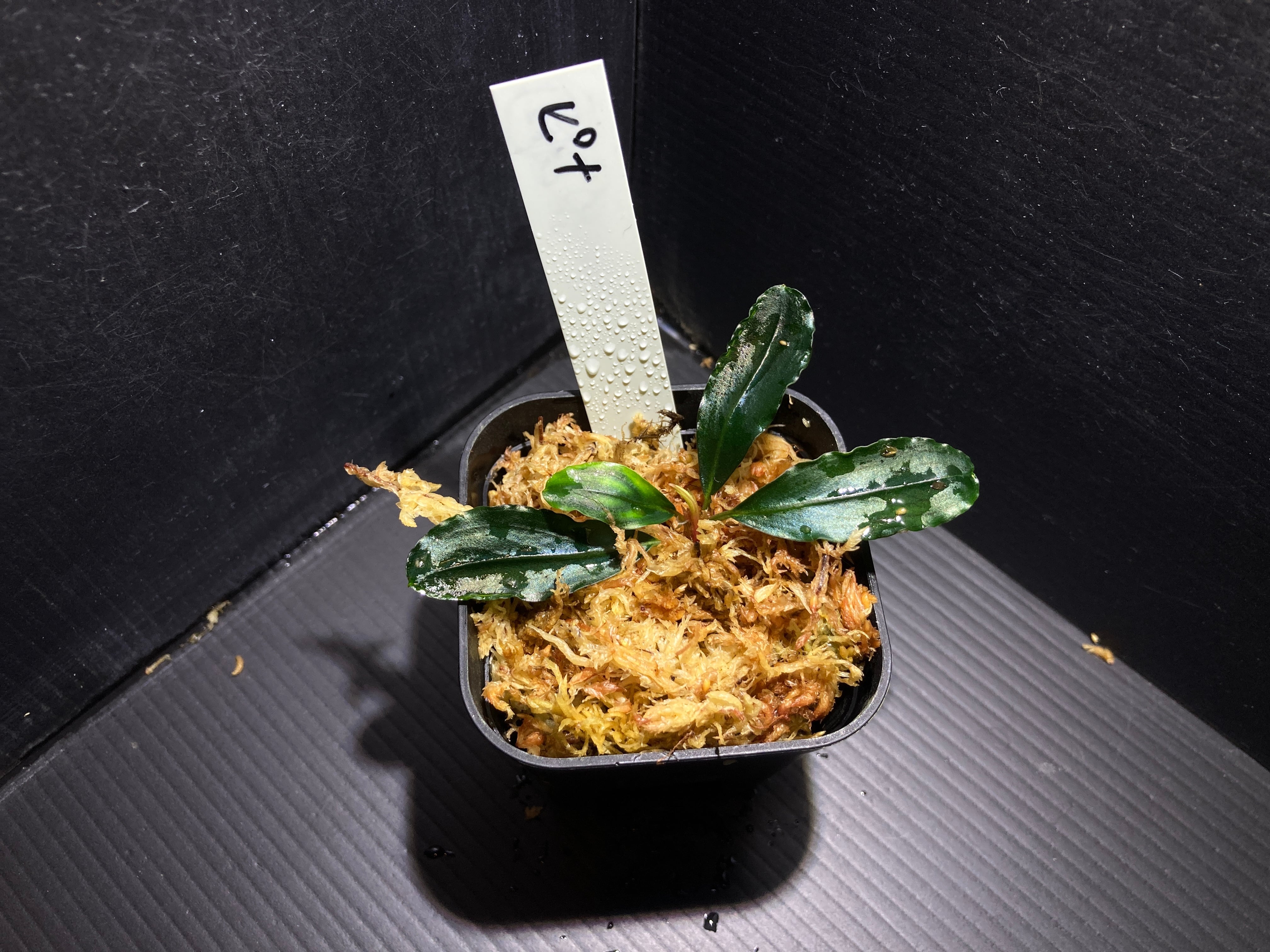 ブセファランドラ | AquaFocus