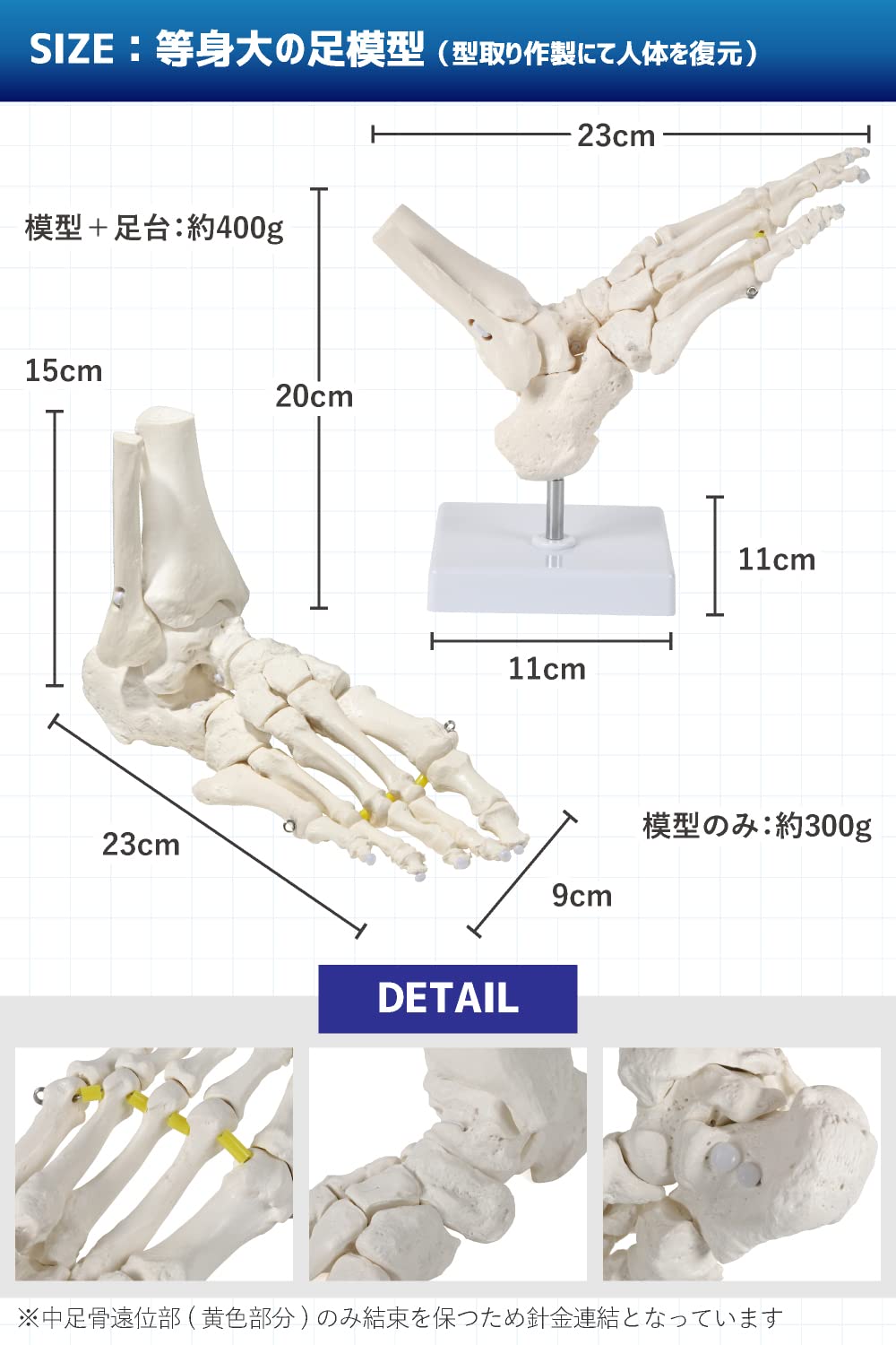 KIYOMARU ビヨーンと伸びて全ての骨を自由に動かせる足関節模型 左足 KIYOMARU ビヨーンと伸びて全ての骨を自由に動かせる足骨模型 理学療法