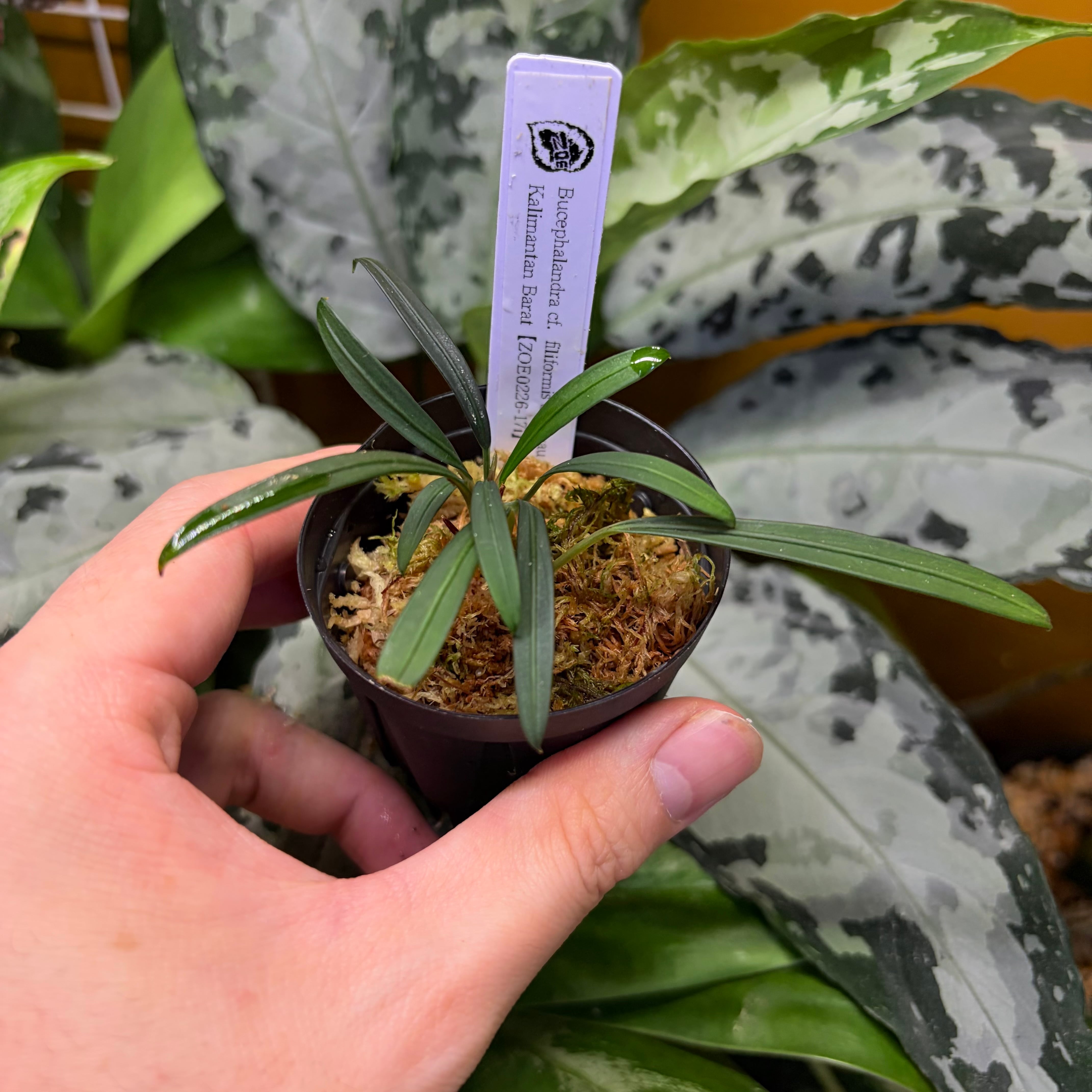 ブセファランドラ sp. Sanggau, aff. B. filiformis Bucephalandra cf. filiformis Sanggau Kalimantan Barat【ZOE0226-17i