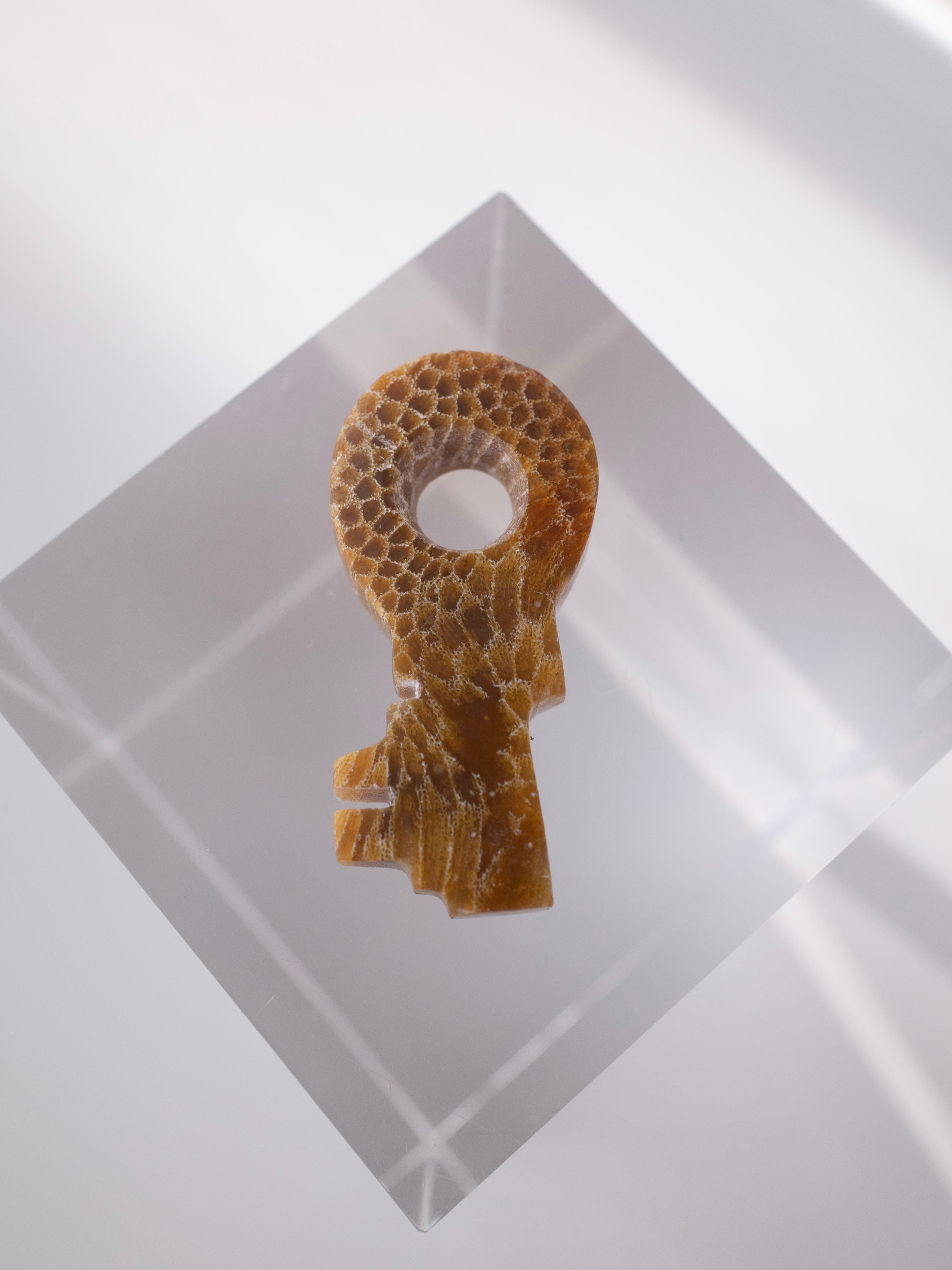 Fossil Coral Key Stone 13