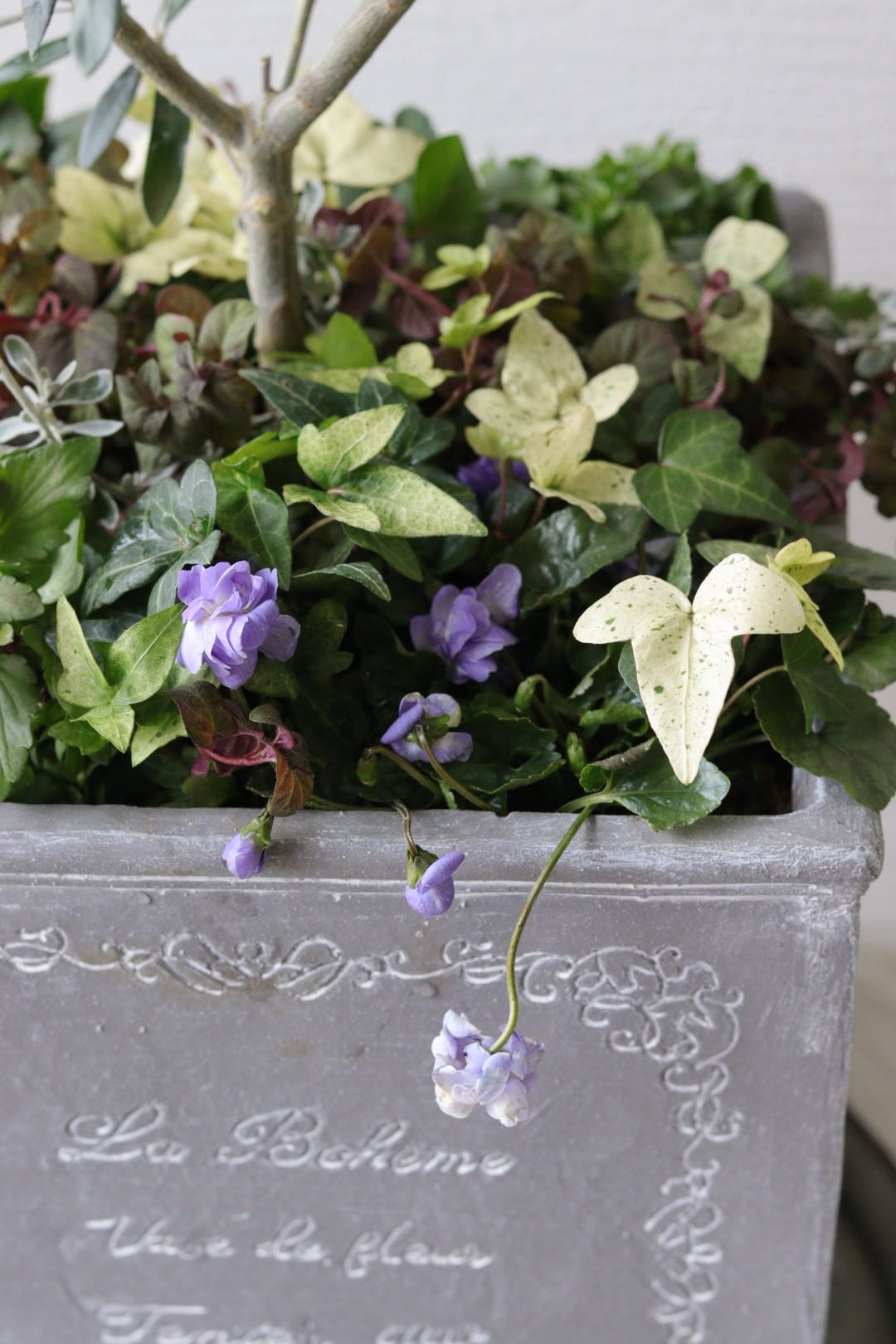 シンボルツリーに❤︎オリーブの株元寄せ植え | Total Plants Egret