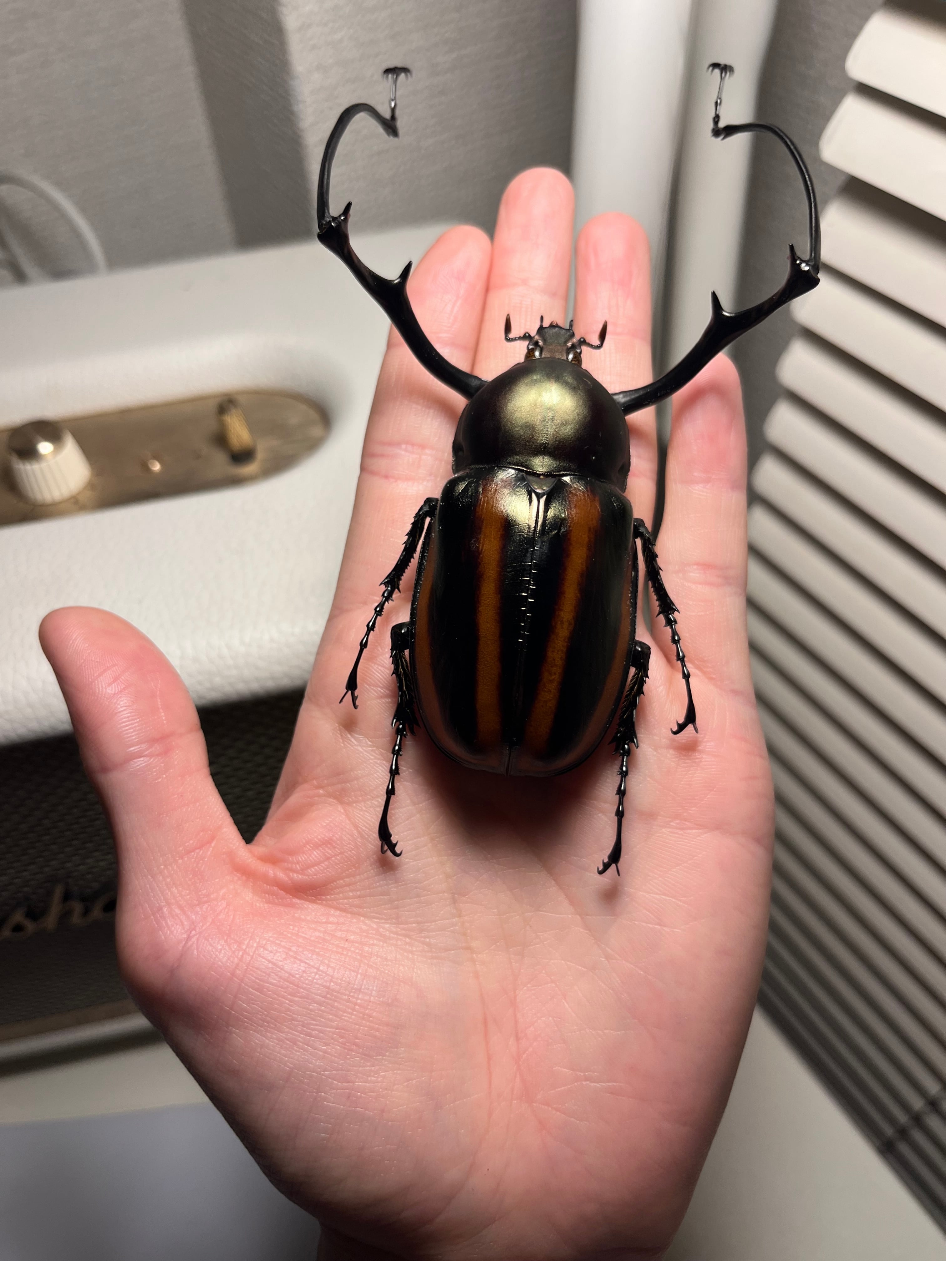 【手長黄金最高峰】セスジドウナガテナガコガネ 特大標本 プラチナコガネ 手長黄金最高峰】セスジドウナガテナガコガネ 特大標本 プラチナコガネ