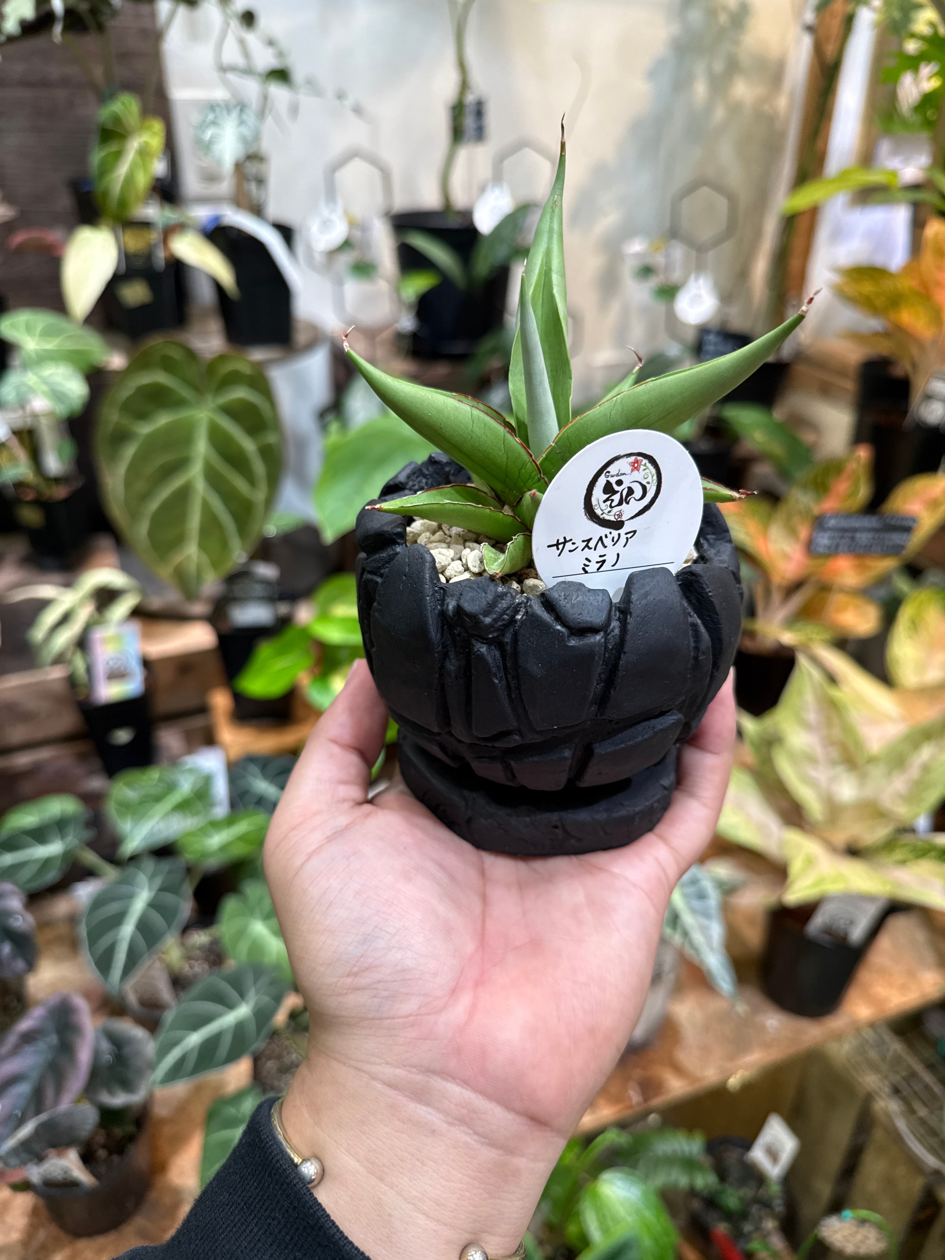 多肉植物 | Gardenえん 【観葉熱帯植物】