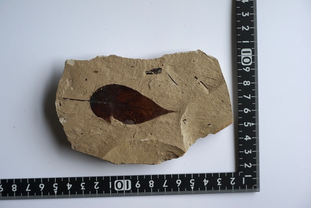 木の葉 化石 Fossil Leaf　③