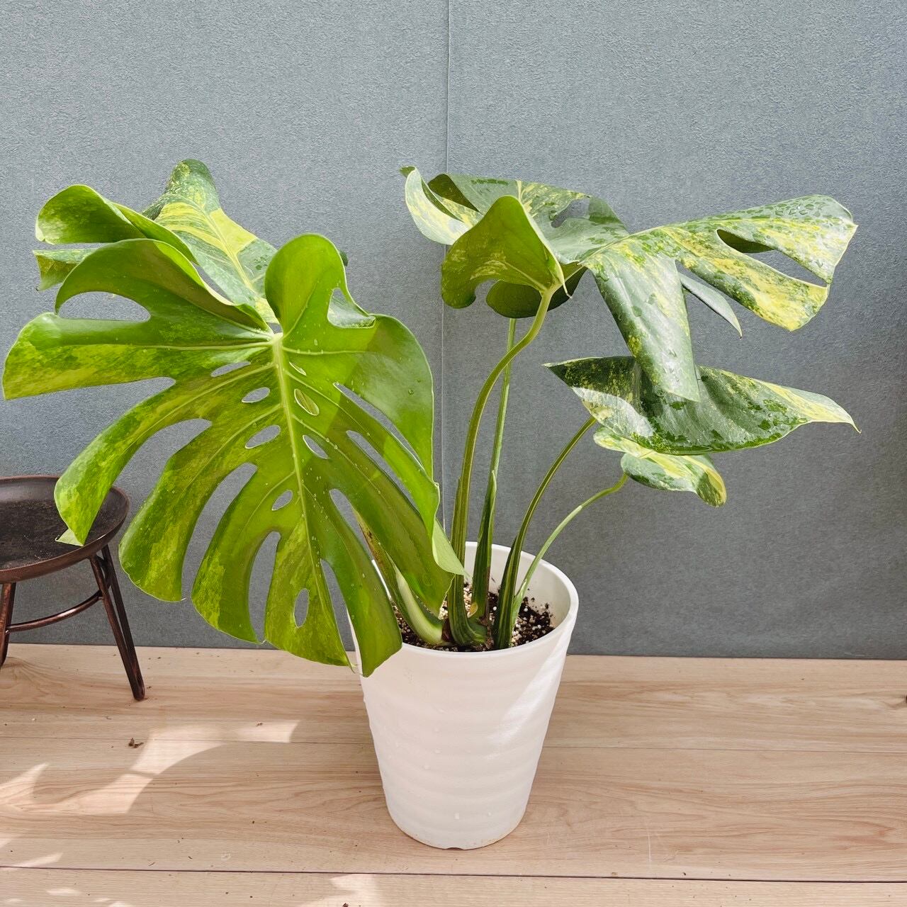 ［現品］【希少】A ソテツ　斑入り　10号　観葉植物　レア　おしゃれ　珍しい 現品］【希少】A ソテツ 斑入り 10号 観葉植物 レア プラコッタ鉢