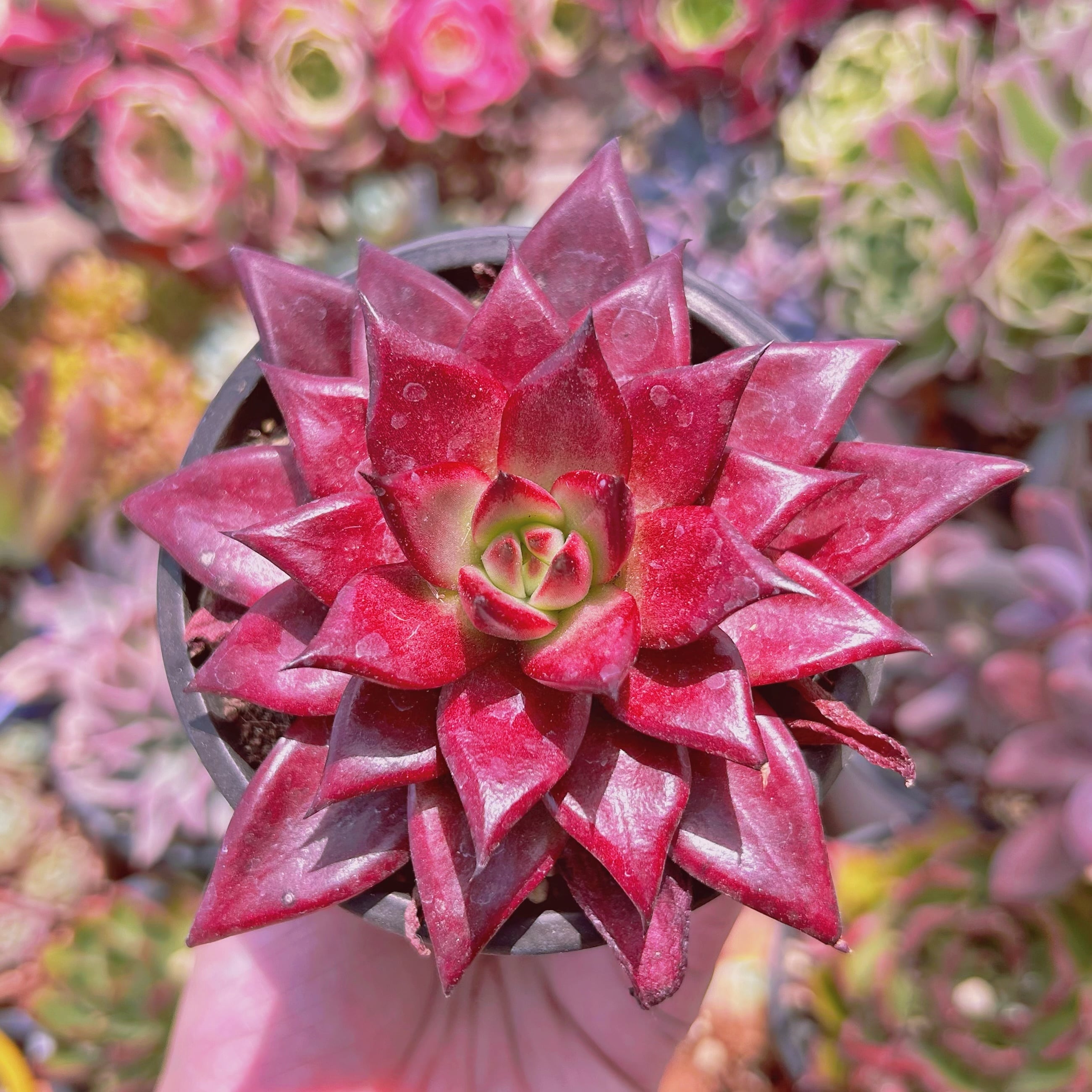 #221現物　多肉植物　ルビン　大苗